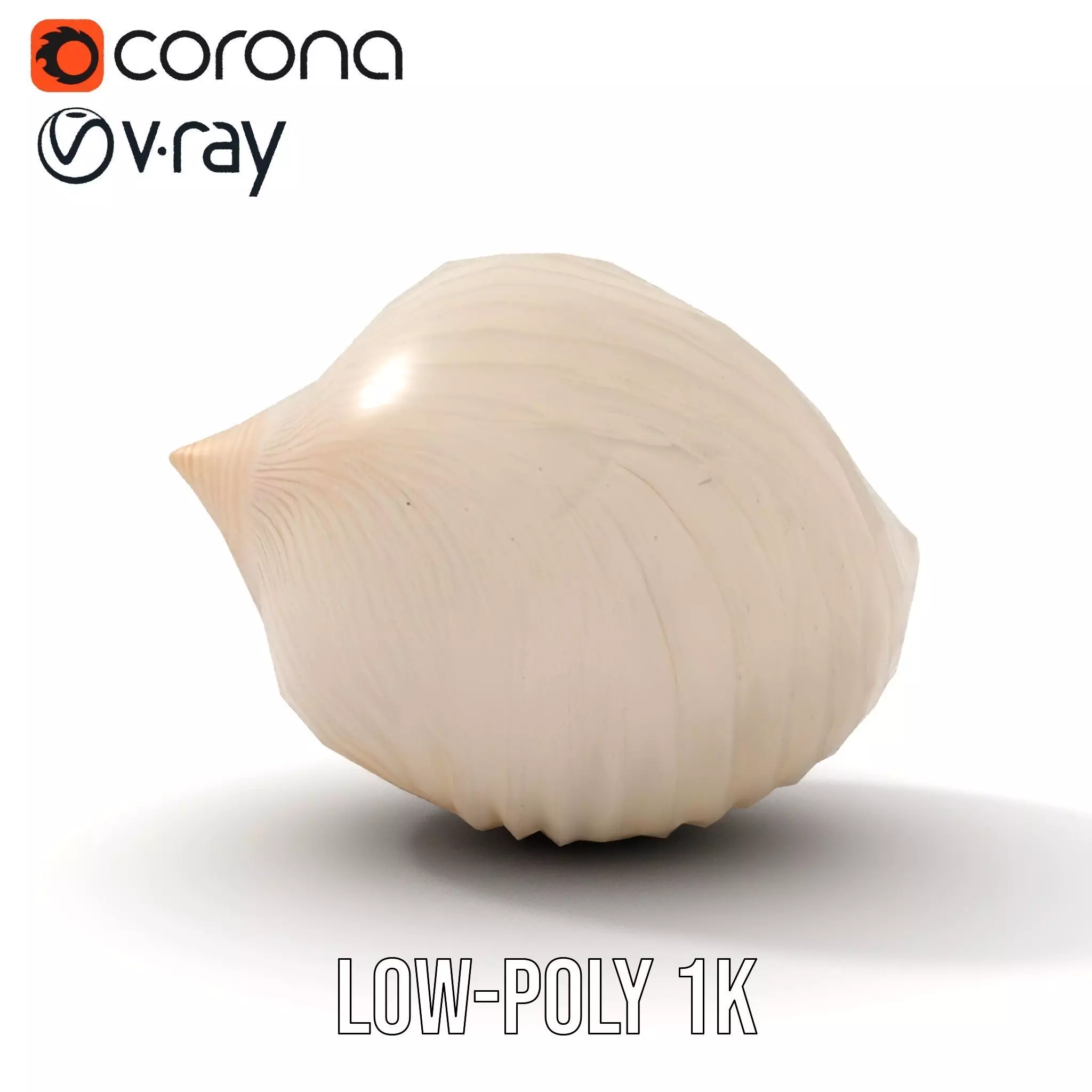 Elegant Sea Shell model pack Low-poly 3D model_12