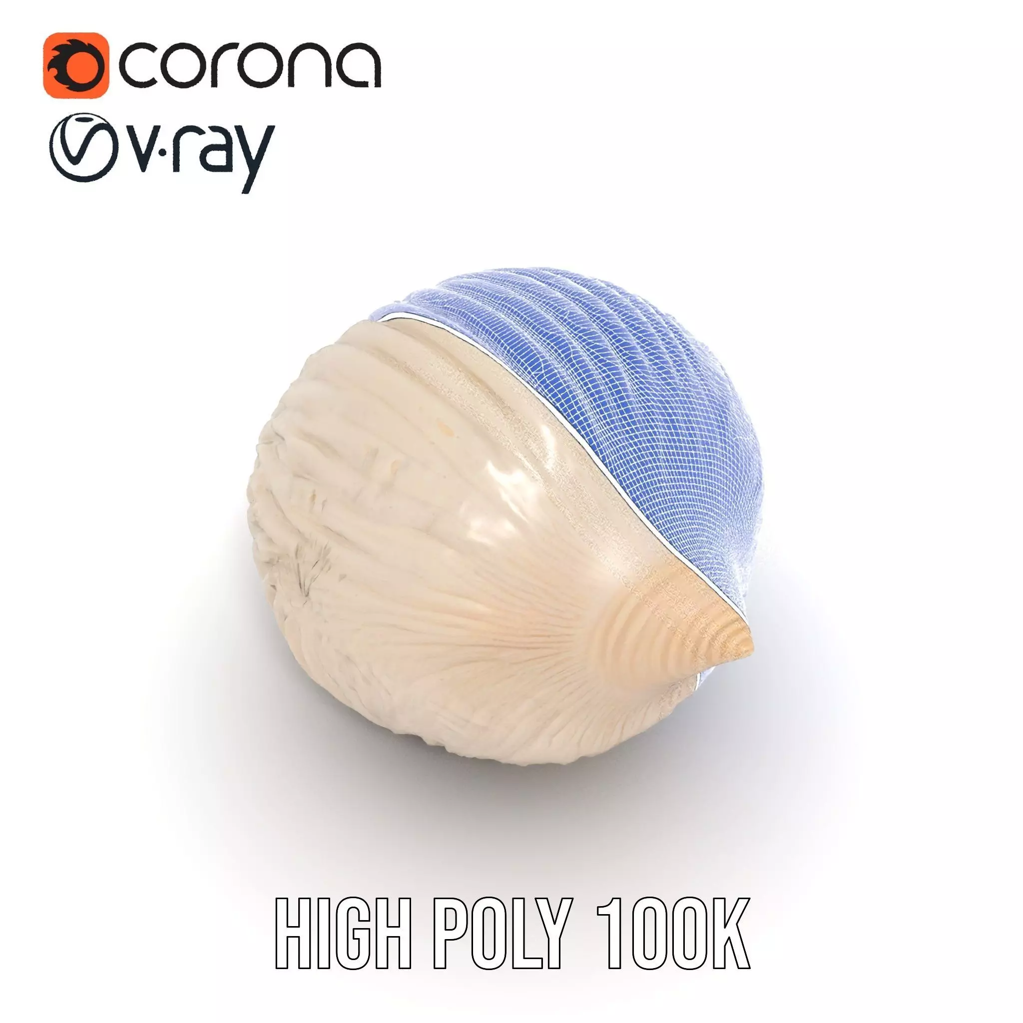 Elegant Sea Shell model pack Low-poly 3D model_29
