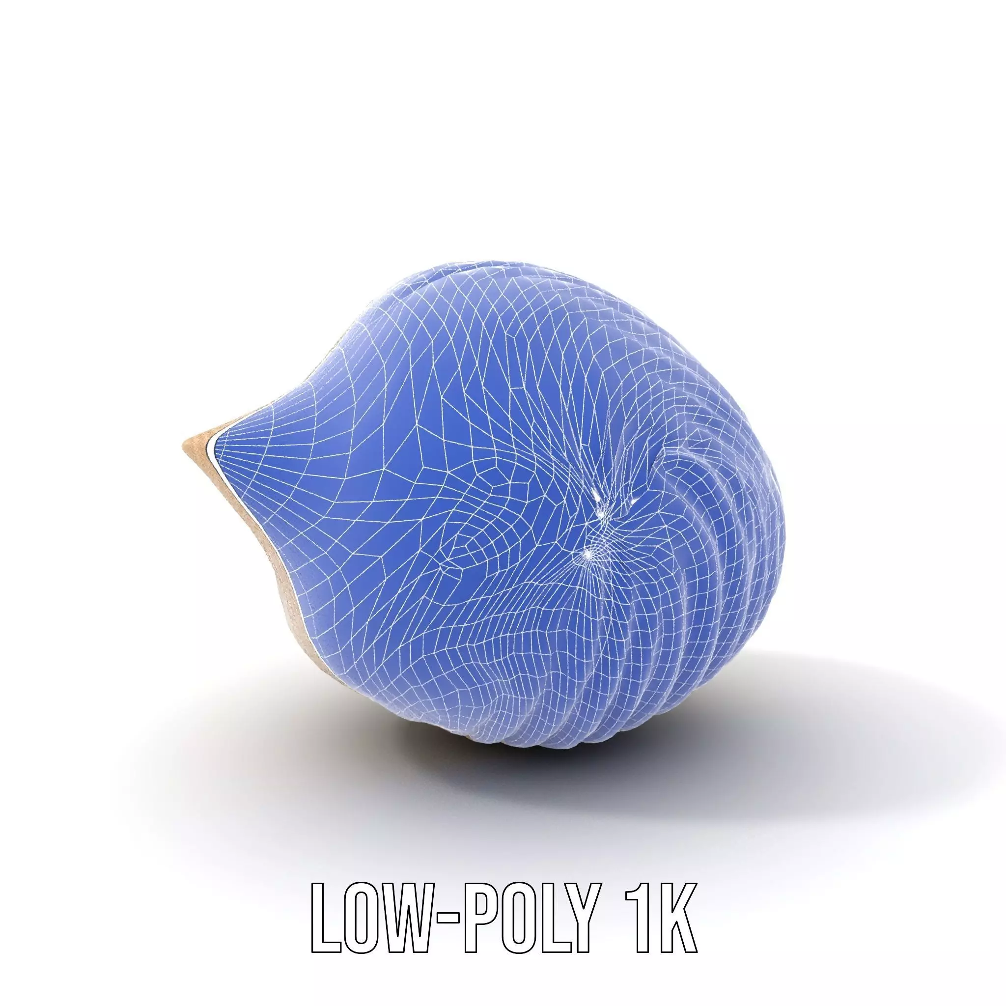 Elegant Sea Shell model pack Low-poly 3D model_19