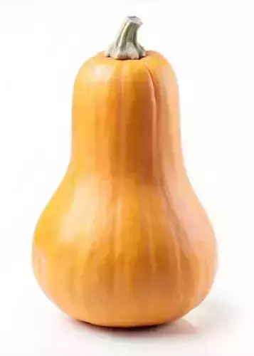 Ultra-Realistic Butternut Squash 3D Model Smooth Orange Gourd Low-poly 3D model