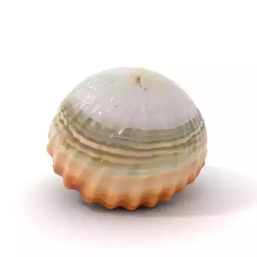 Striped Seashell Texture model pack