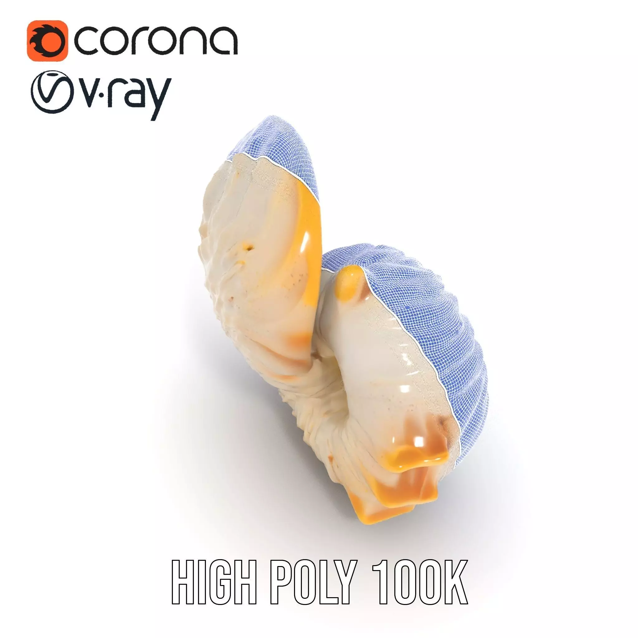 Elegant Nautilus Shell model pack Low-poly 3D model_26