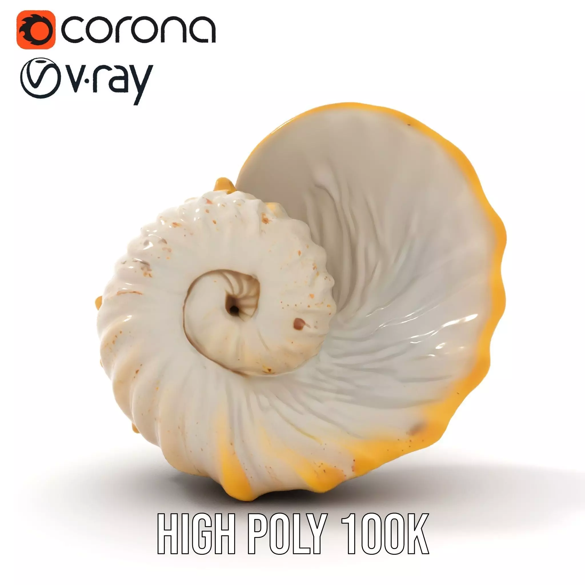 Elegant Nautilus Shell model pack Low-poly 3D model_20