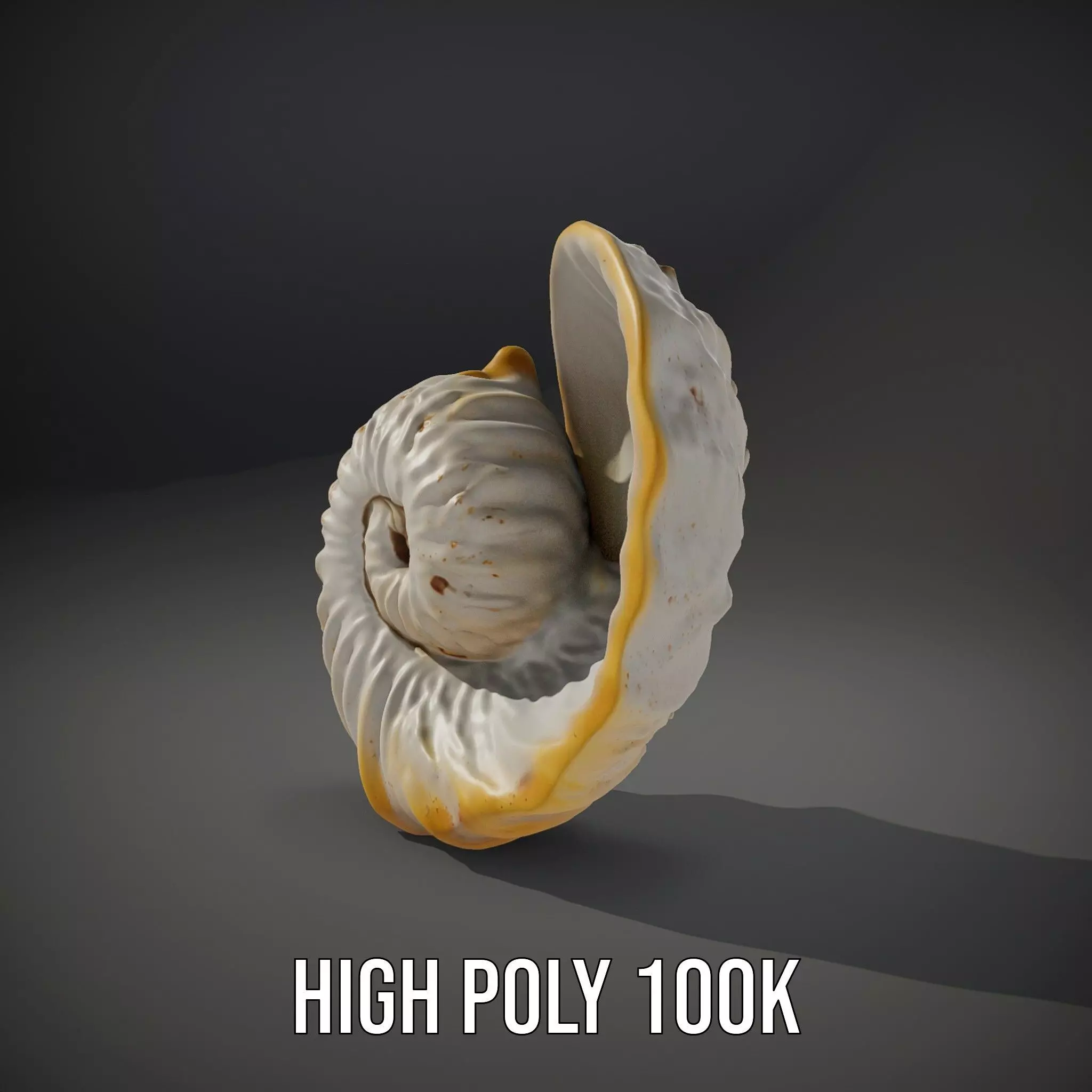 Elegant Nautilus Shell model pack Low-poly 3D model_10