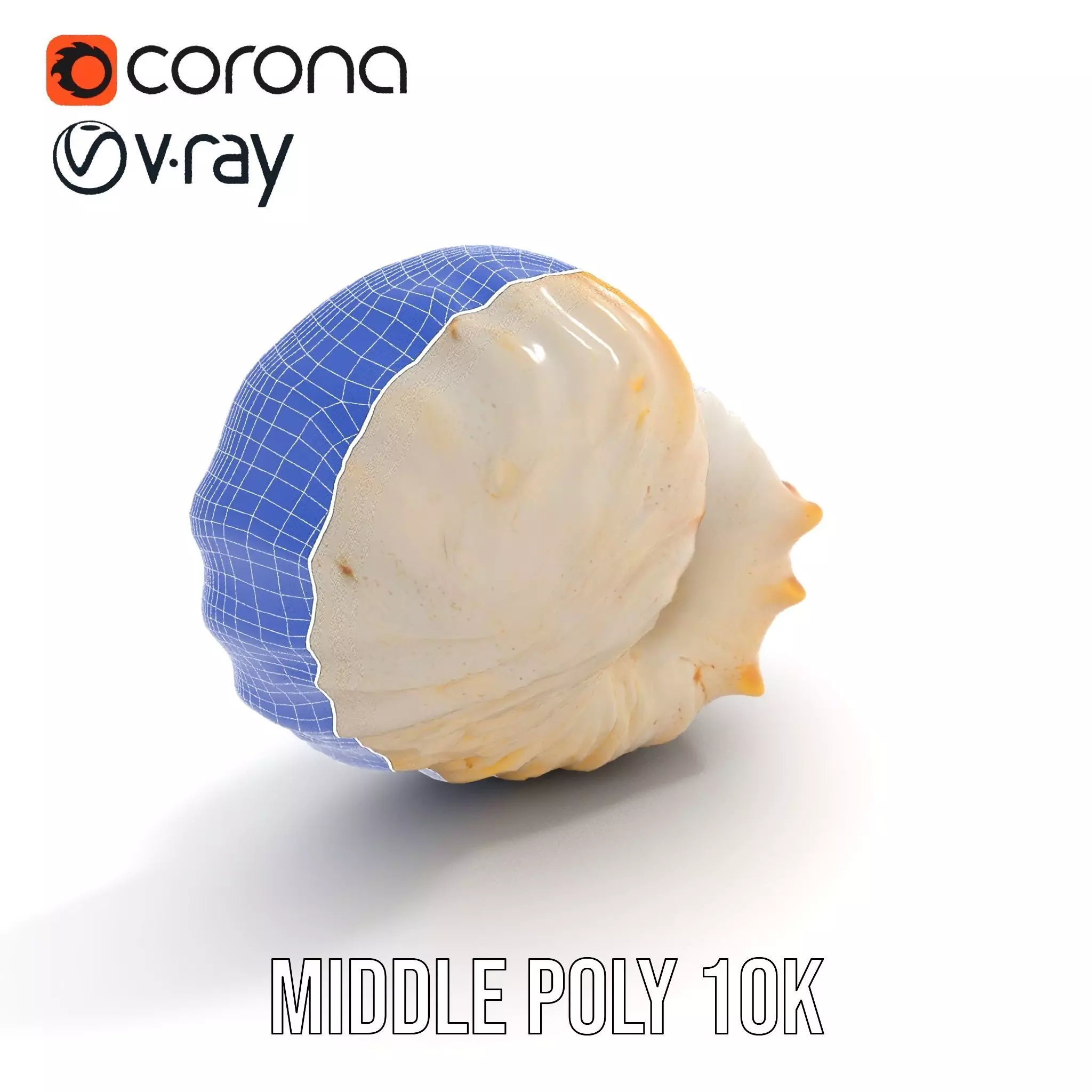 Elegant Nautilus Shell model pack Low-poly 3D model_24