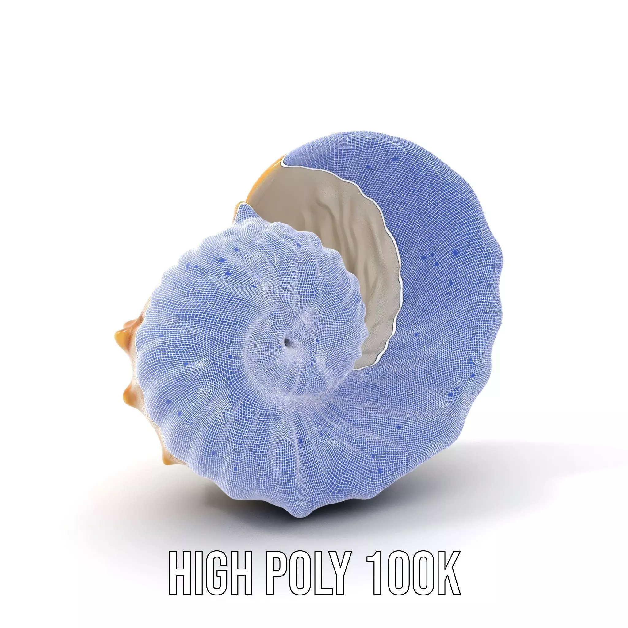 Elegant Nautilus Shell model pack Low-poly 3D model_4