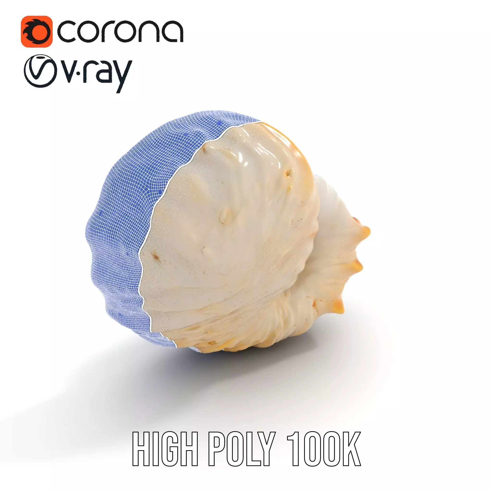 Elegant Nautilus Shell model pack Low-poly 3D model_33