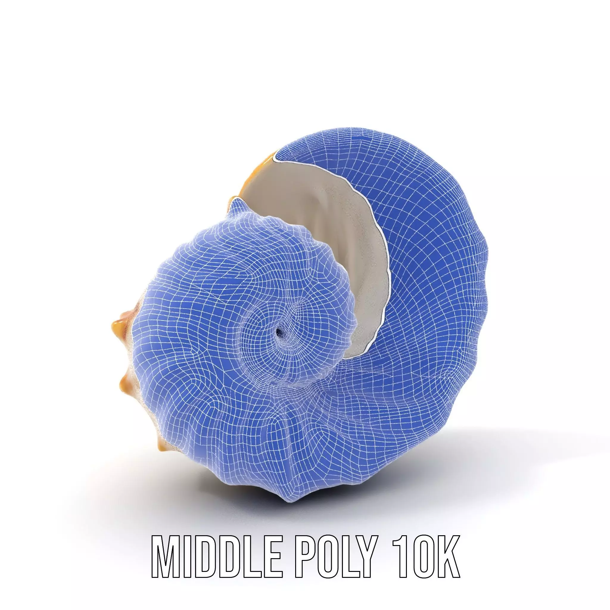 Elegant Nautilus Shell model pack Low-poly 3D model_13