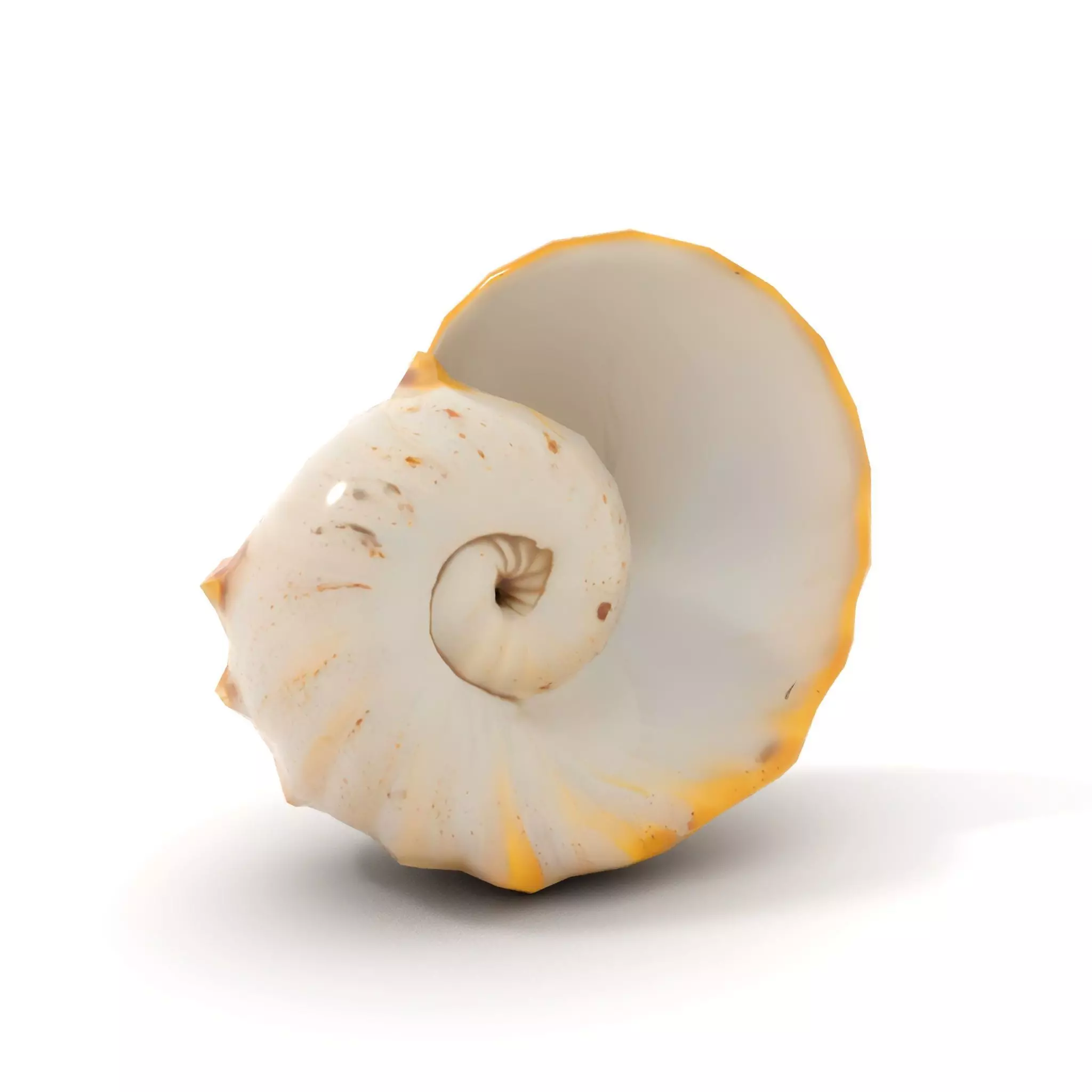 Elegant Nautilus Shell model pack Low-poly 3D model_14