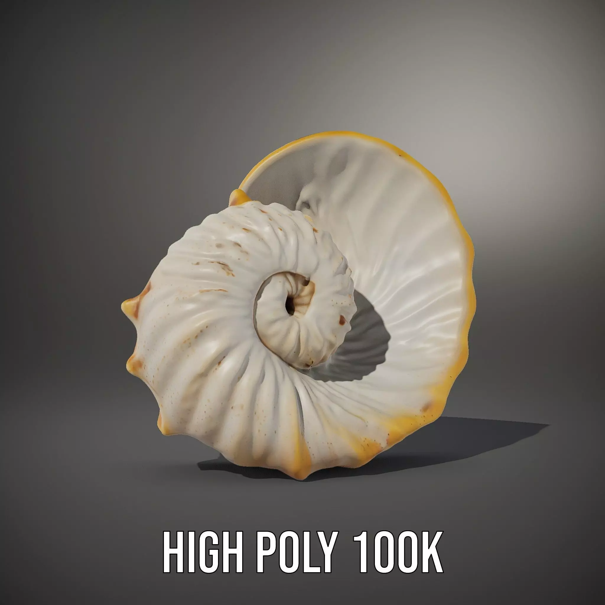 Elegant Nautilus Shell model pack Low-poly 3D model_8