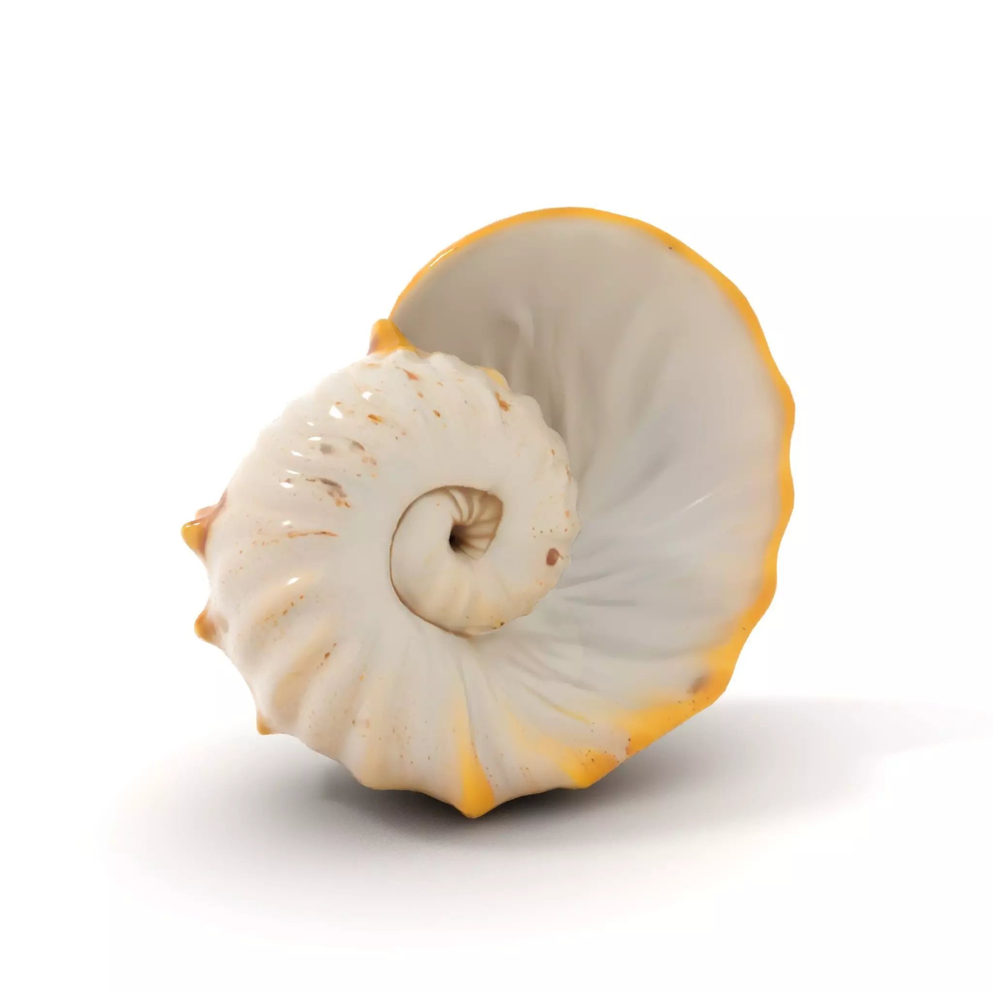 Elegant Nautilus Shell model pack Low-poly 3D model_6