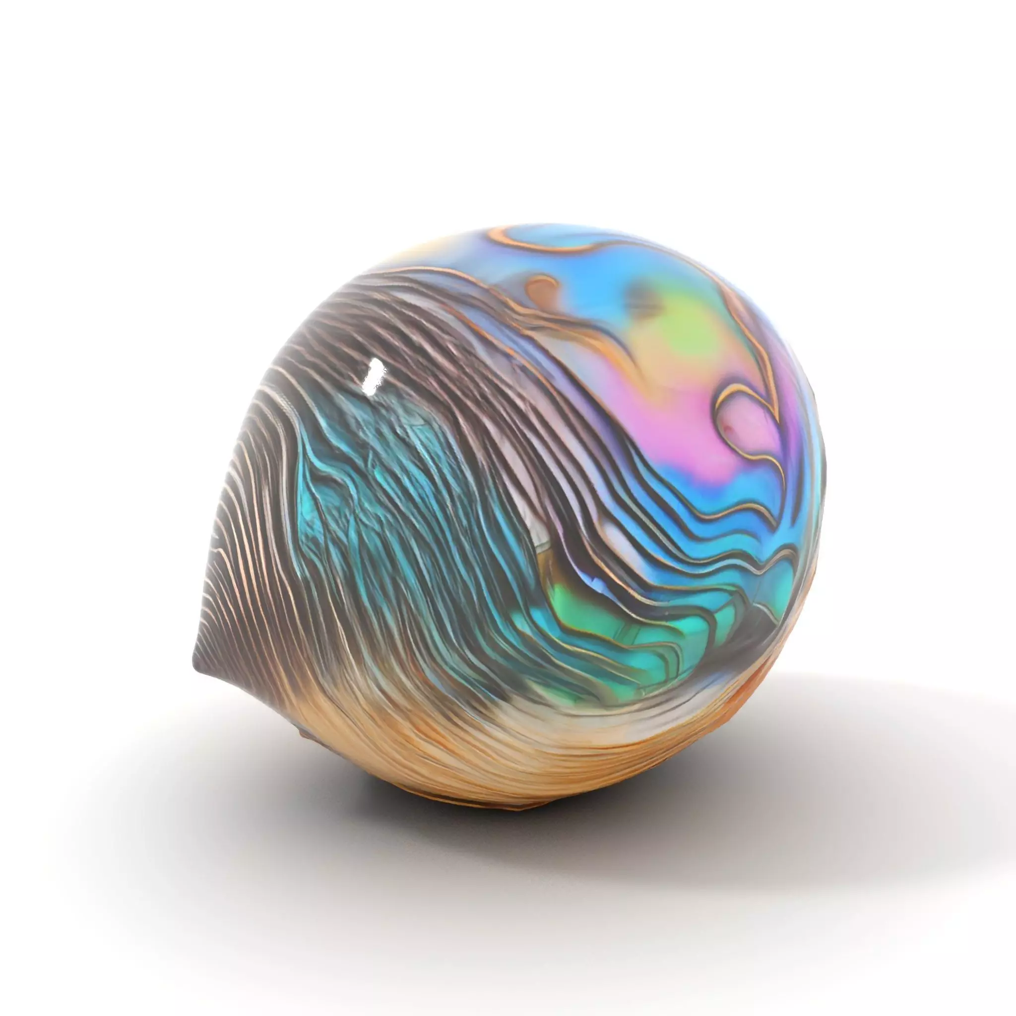 Iridescent Seashell model pack Low-poly 3D model_5