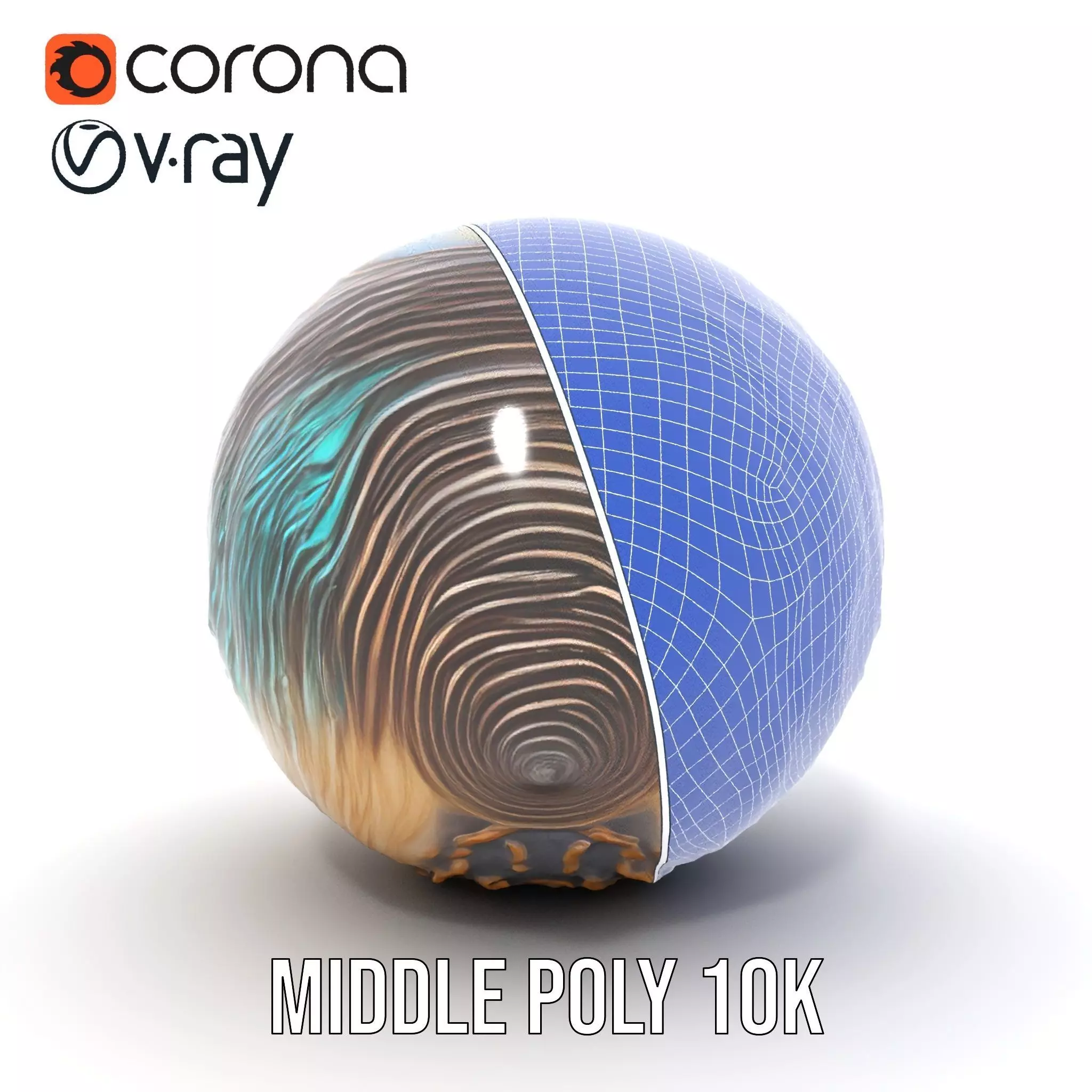Iridescent Seashell model pack Low-poly 3D model_26