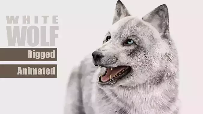 WHITE WOLF Rigged 3D model
