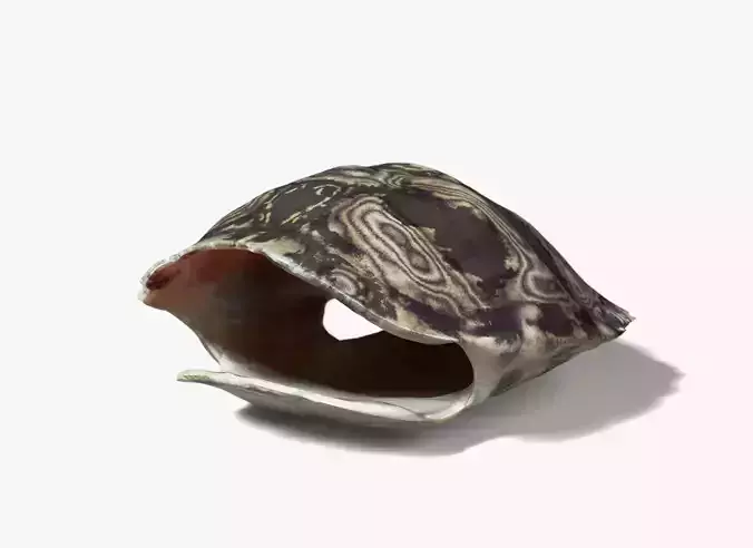 Painted Turtle Shell