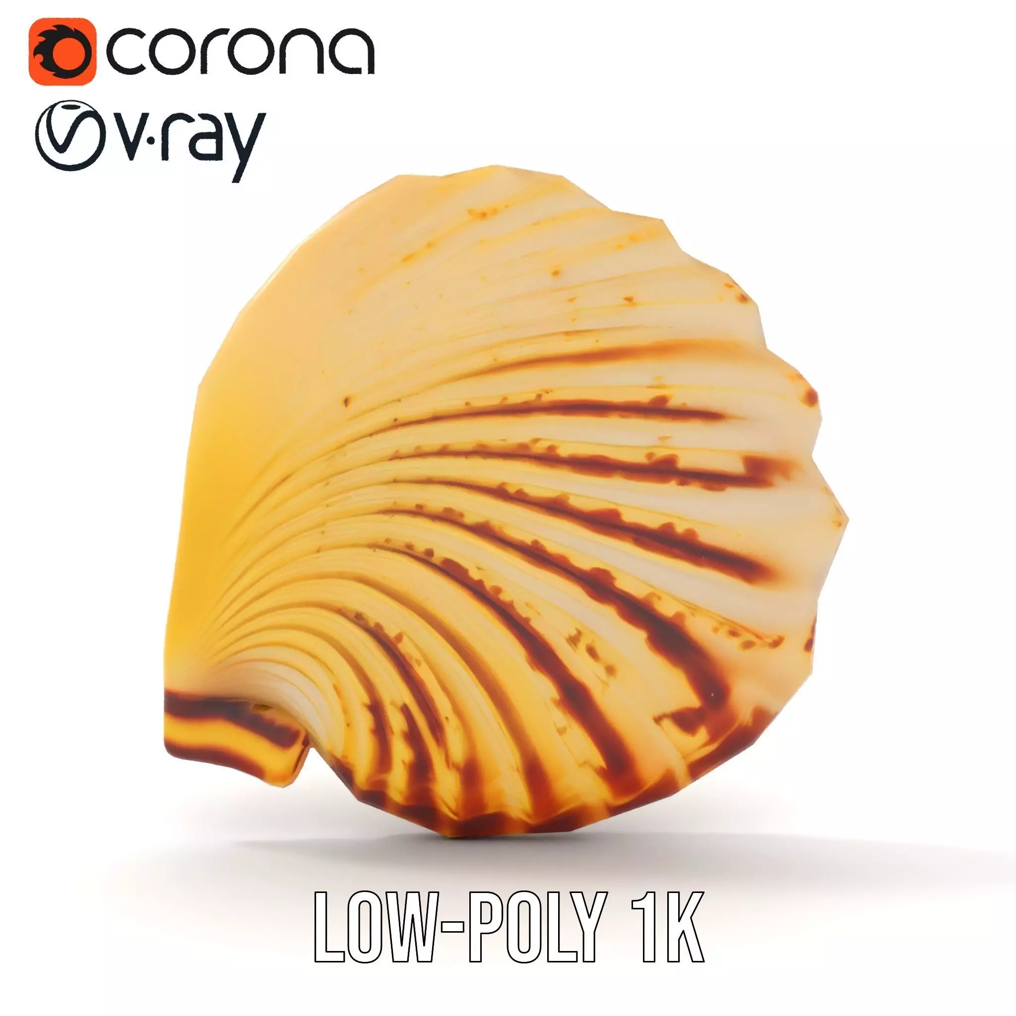 Natural Seashell Textured model pack Low-poly 3D model_12