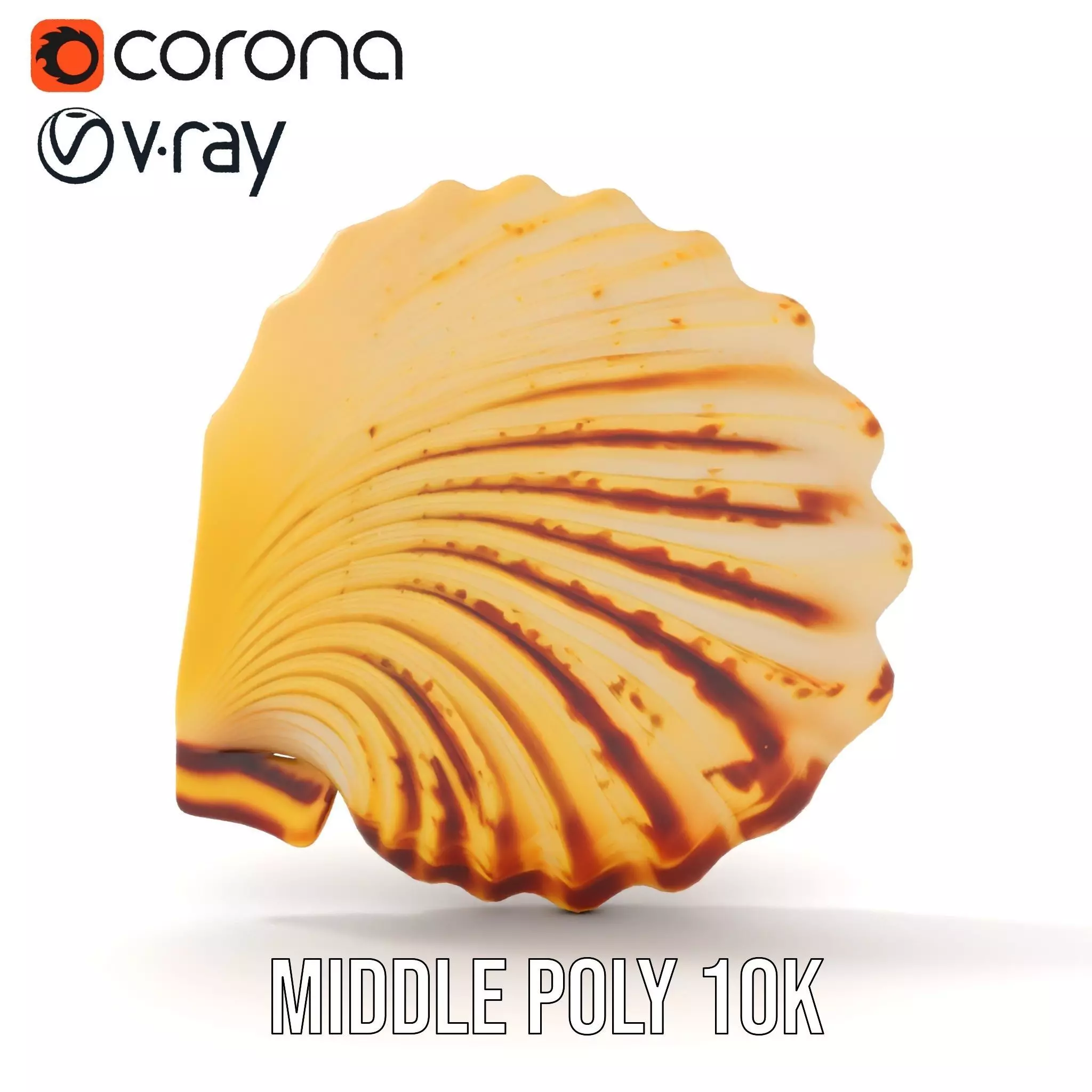Natural Seashell Textured model pack Low-poly 3D model_6