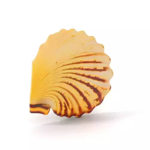 Natural Seashell Textured model pack Low-poly 3D model Natural Seashell Textured model pack Low-poly 3D model