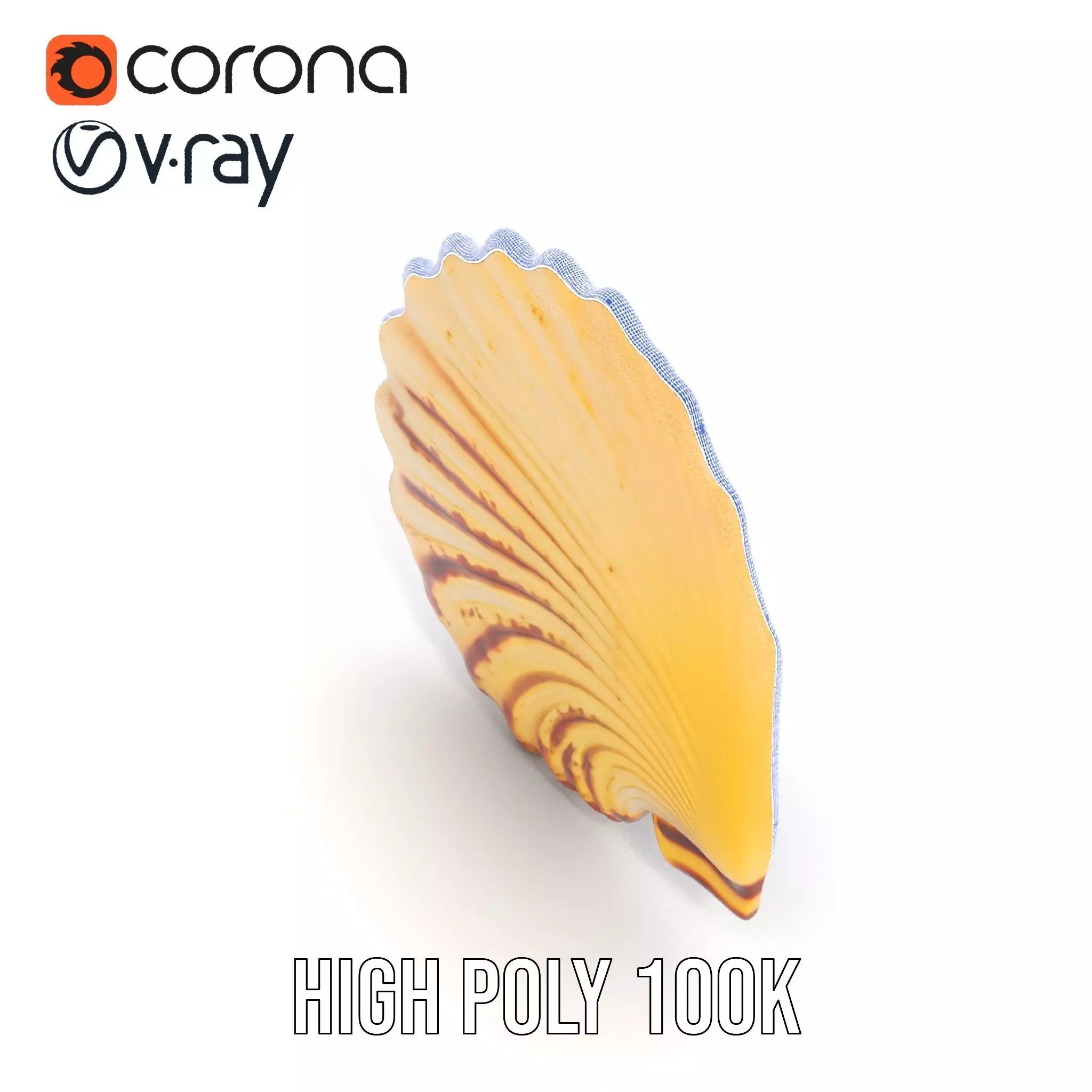 Natural Seashell Textured model pack Low-poly 3D model_29