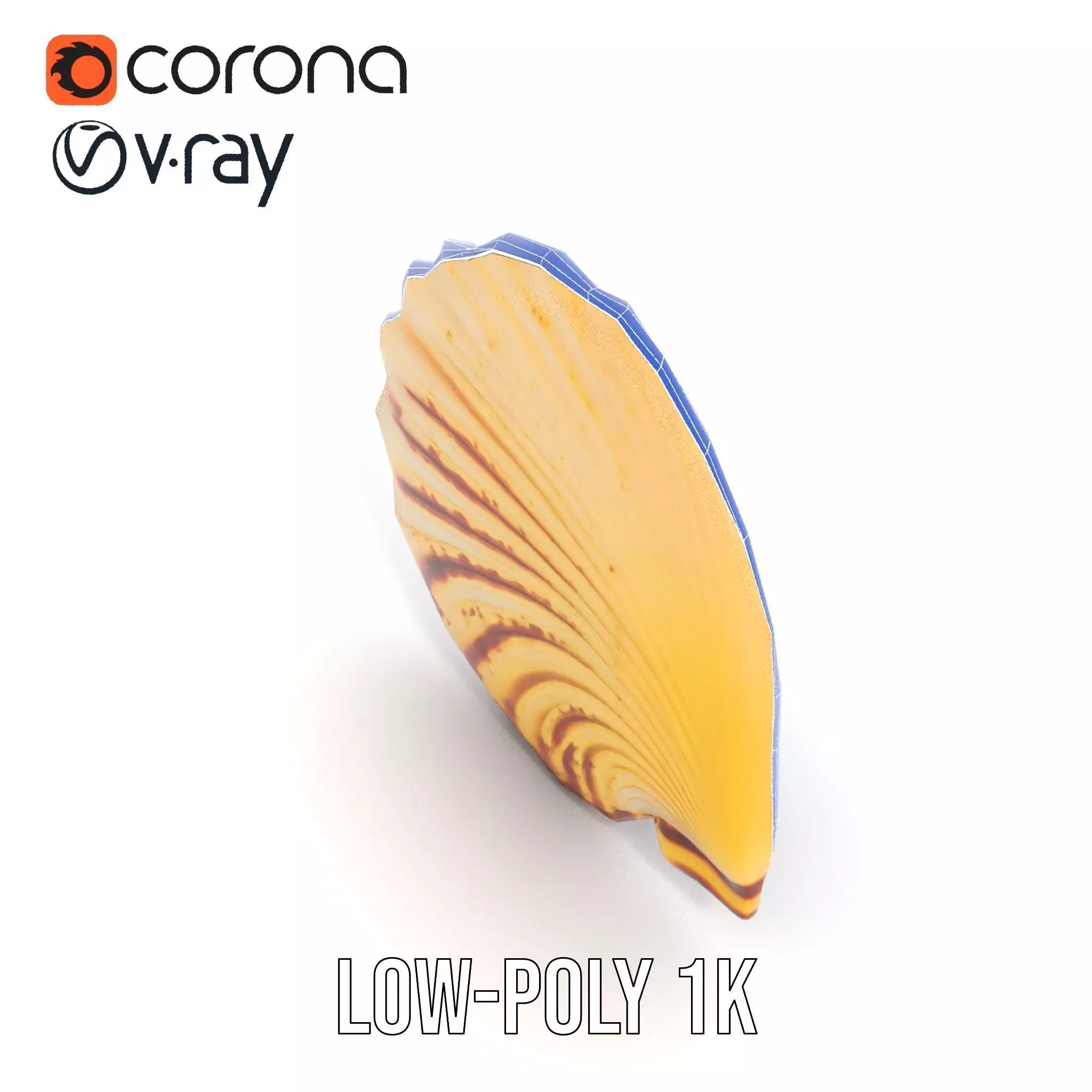 Natural Seashell Textured model pack Low-poly 3D model_22