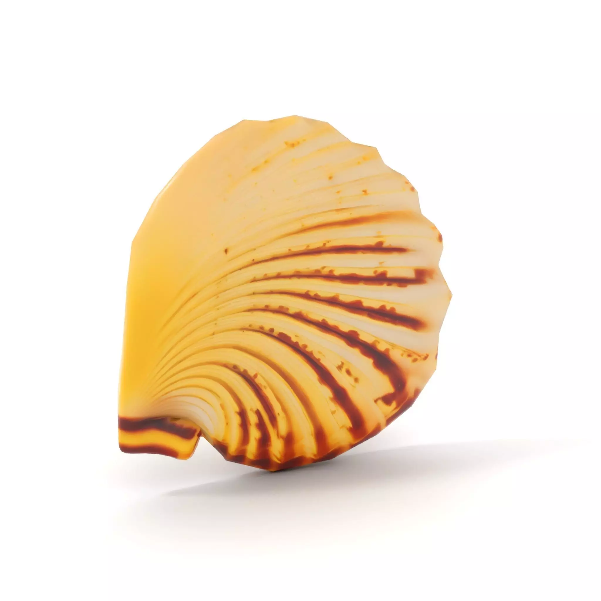 Natural Seashell Textured model pack Low-poly 3D model_7
