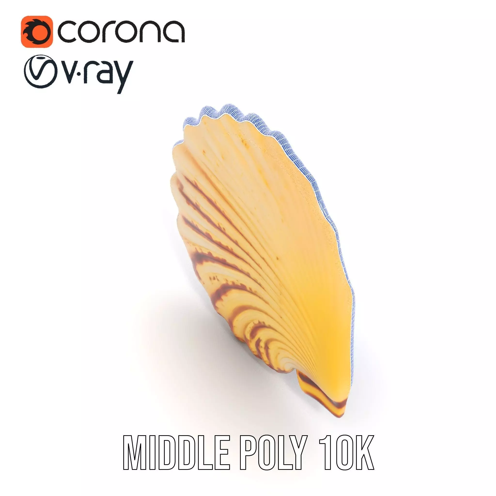 Natural Seashell Textured model pack Low-poly 3D model_21
