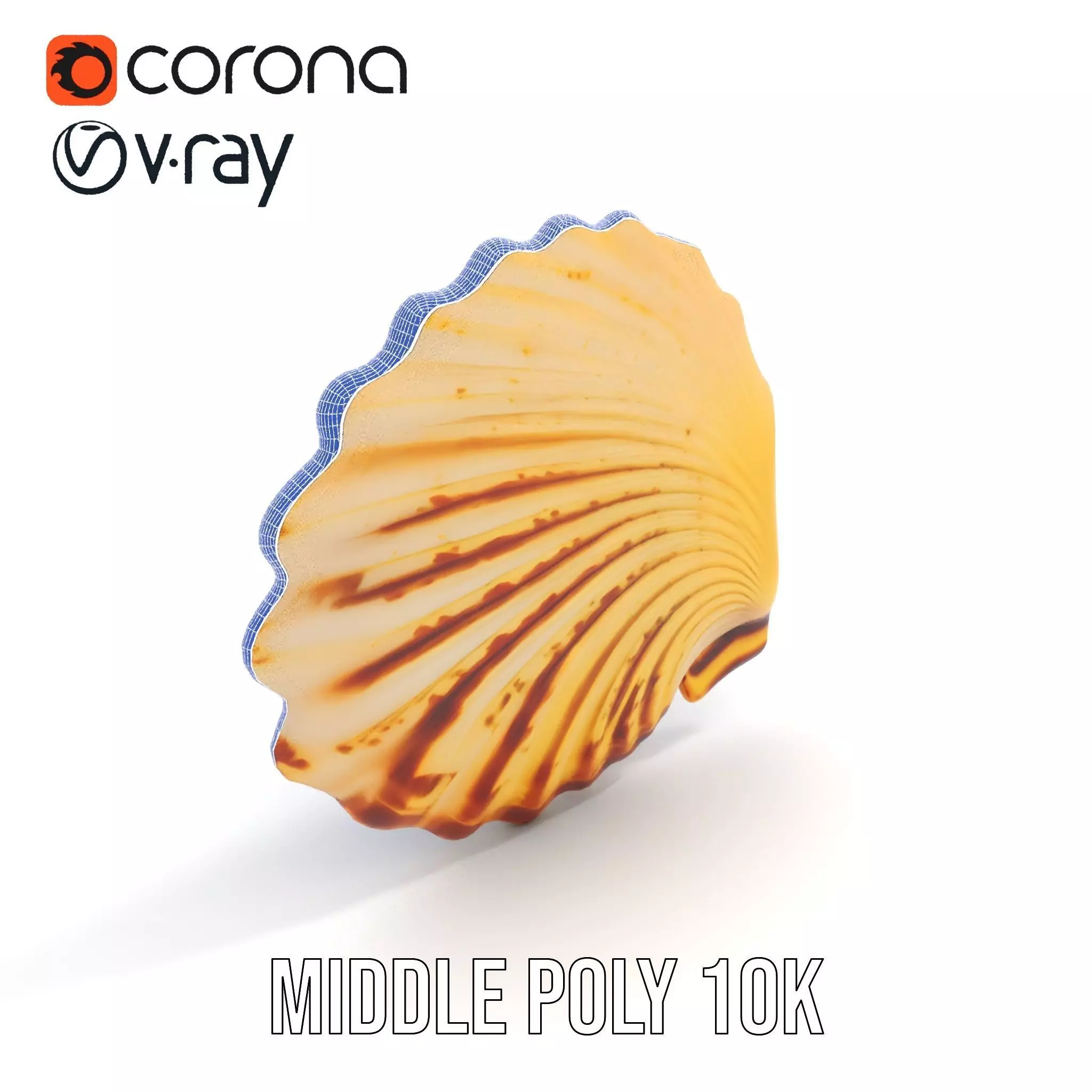 Natural Seashell Textured model pack Low-poly 3D model_18