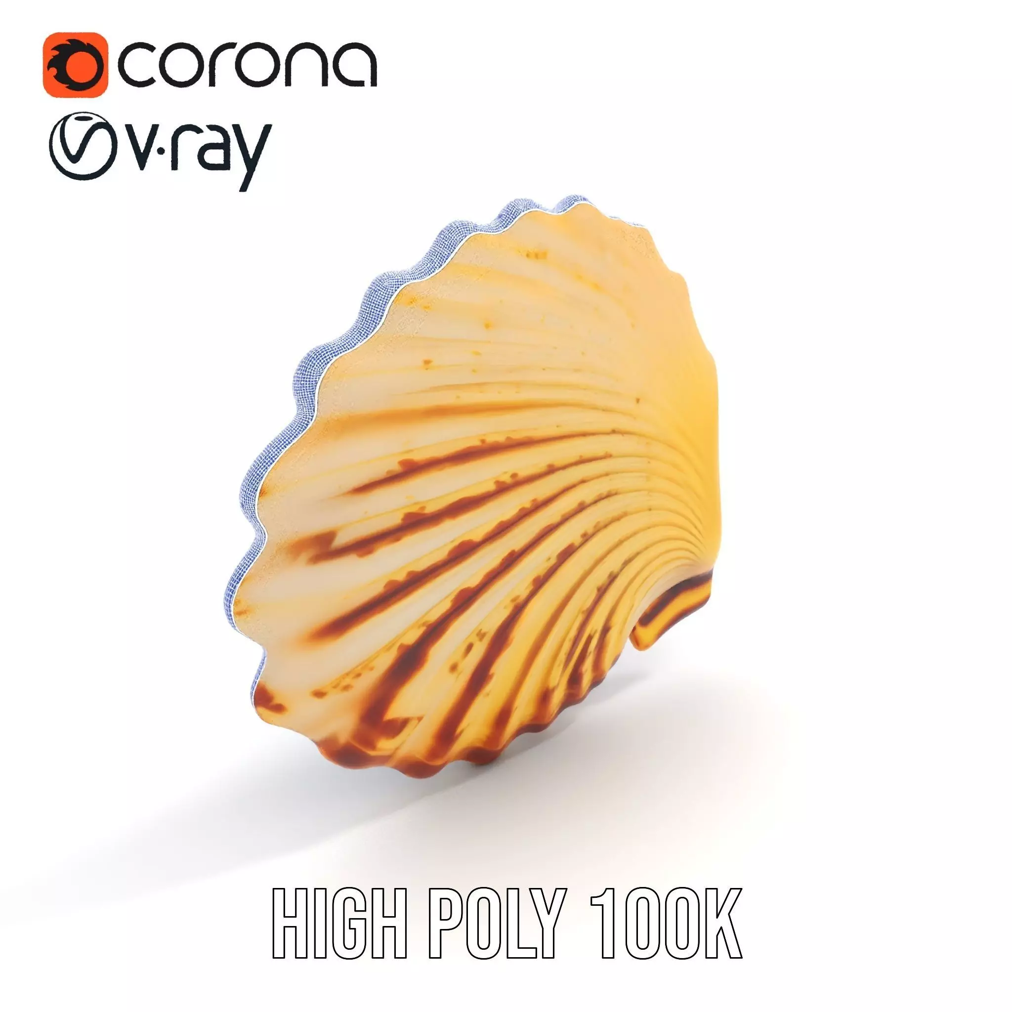 Natural Seashell Textured model pack Low-poly 3D model_26