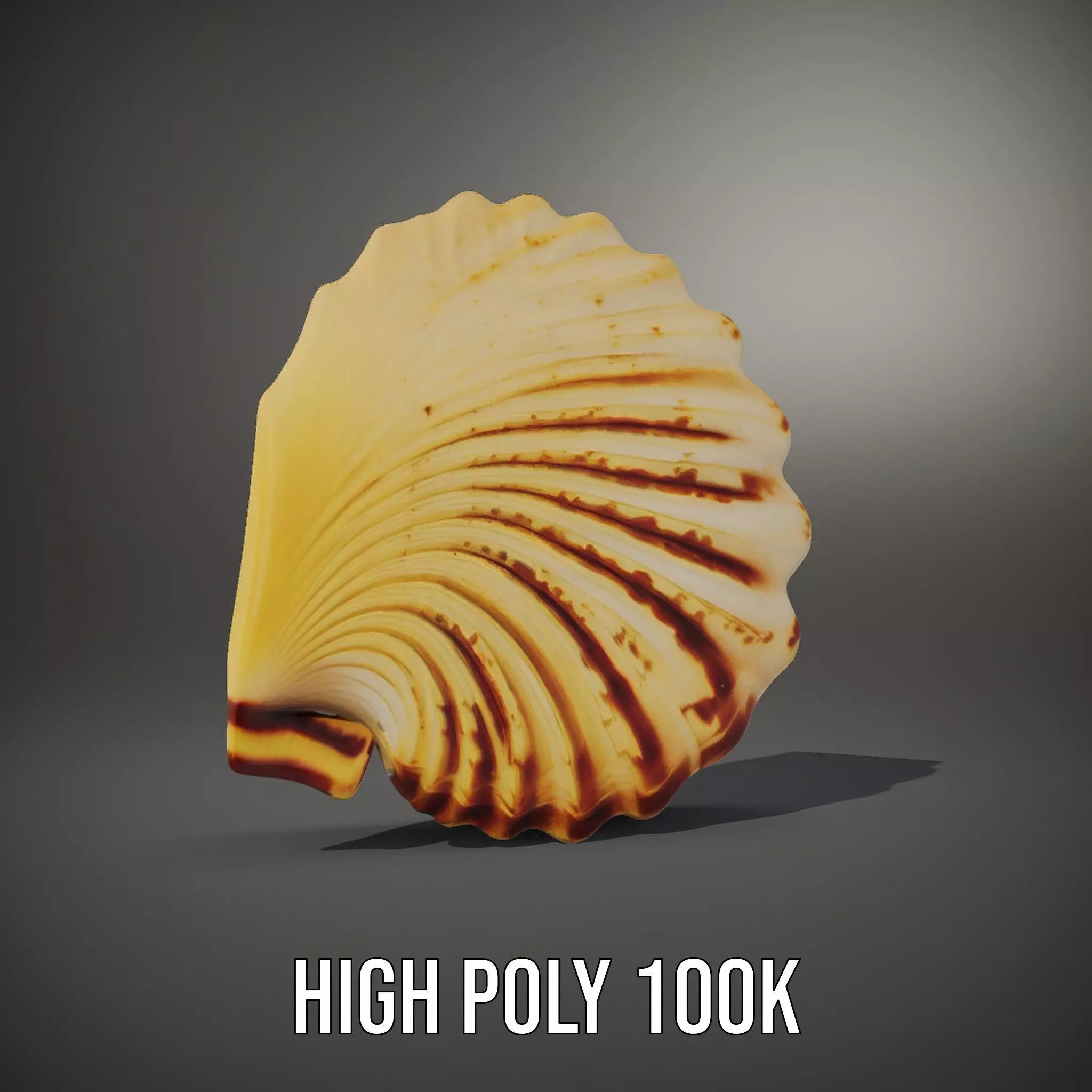 Natural Seashell Textured model pack Low-poly 3D model_8