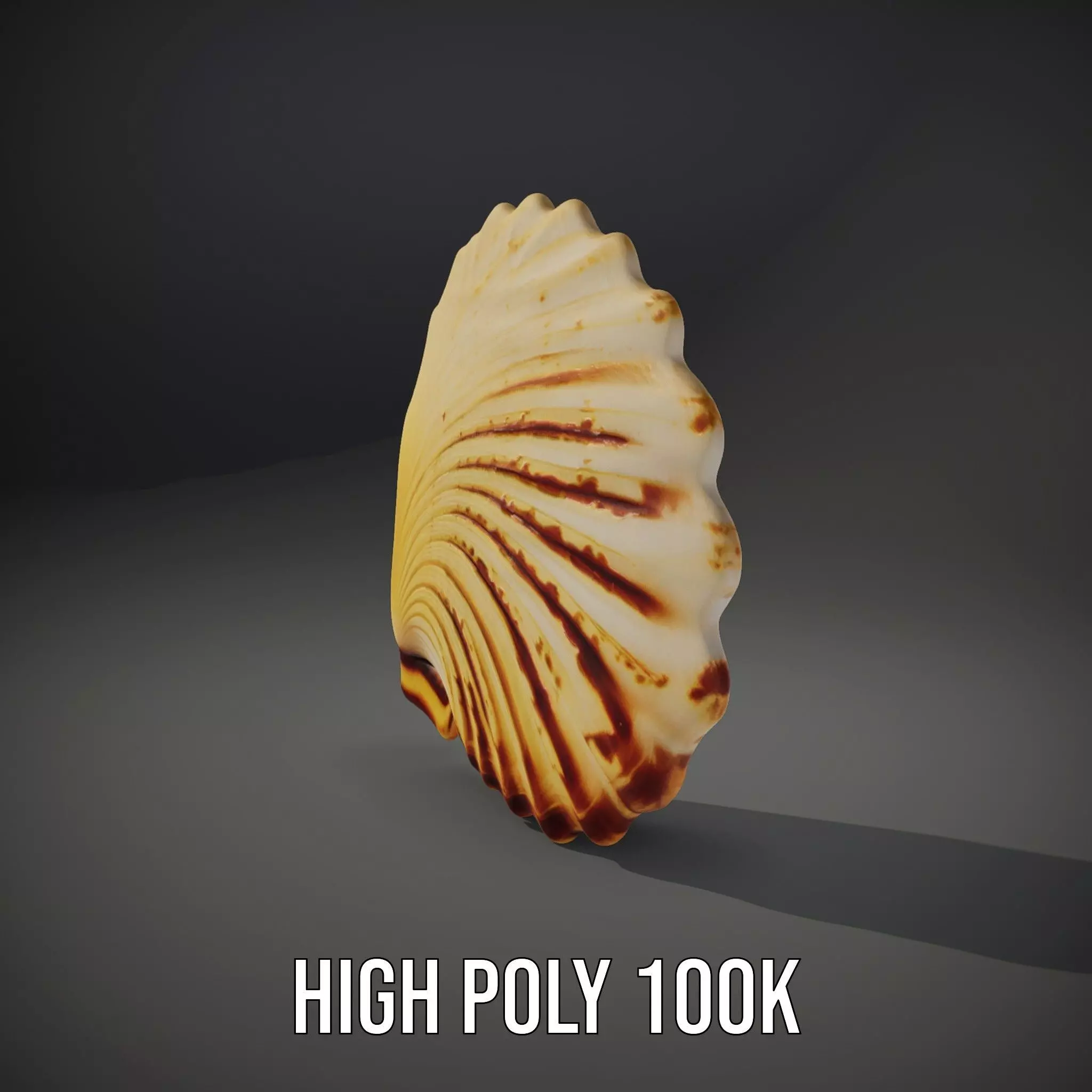 Natural Seashell Textured model pack Low-poly 3D model_10