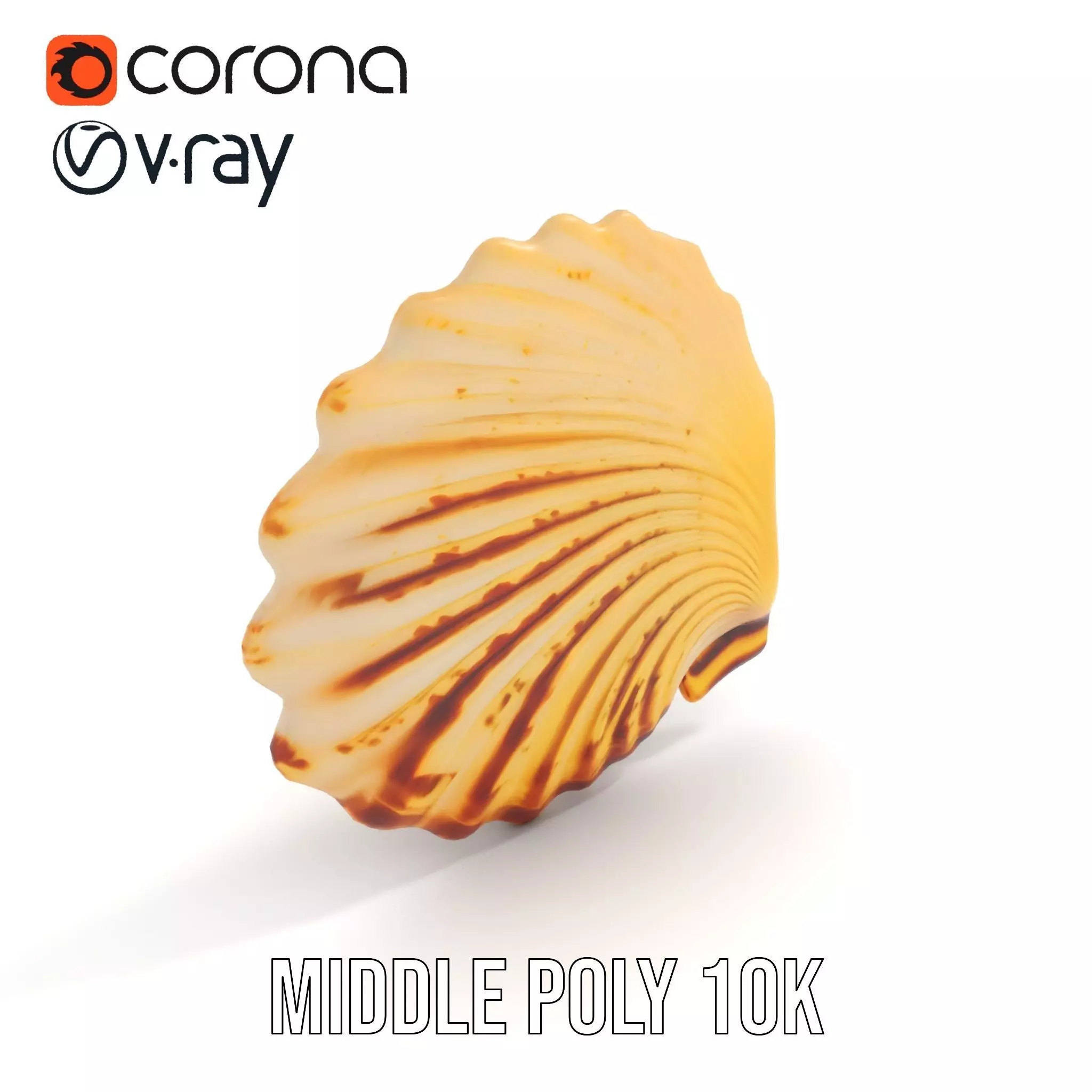 Natural Seashell Textured model pack Low-poly 3D model_5