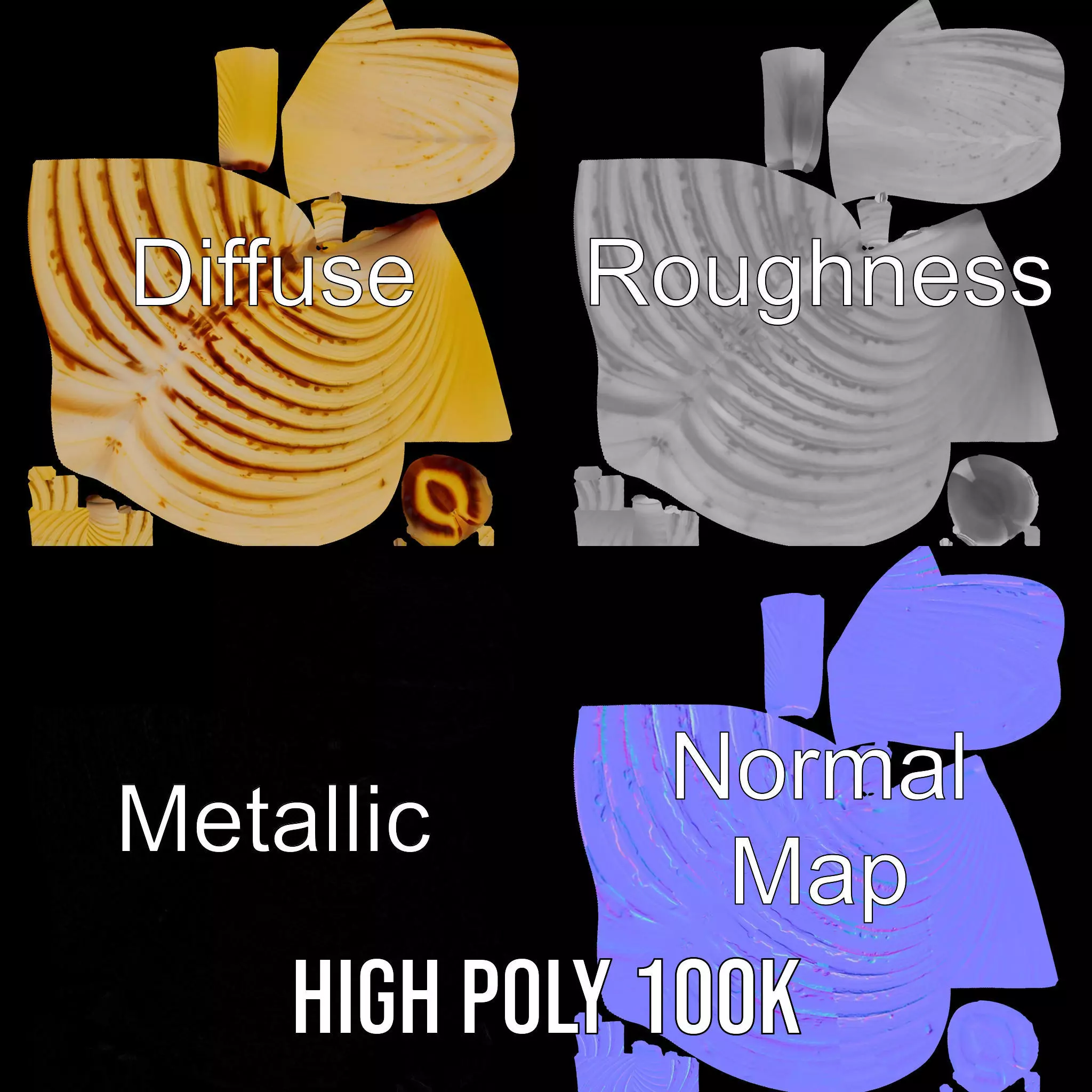 Natural Seashell Textured model pack Low-poly 3D model_3