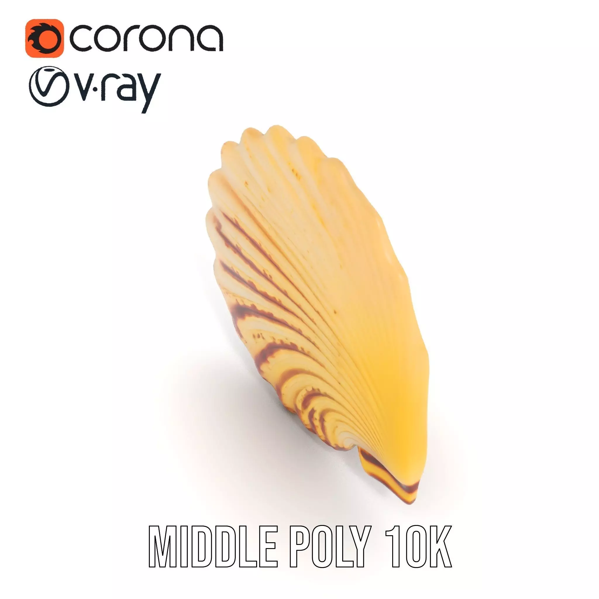 Natural Seashell Textured model pack Low-poly 3D model_13
