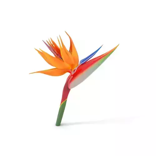 Vibrant Strelitzia model pack Low-poly 3D model