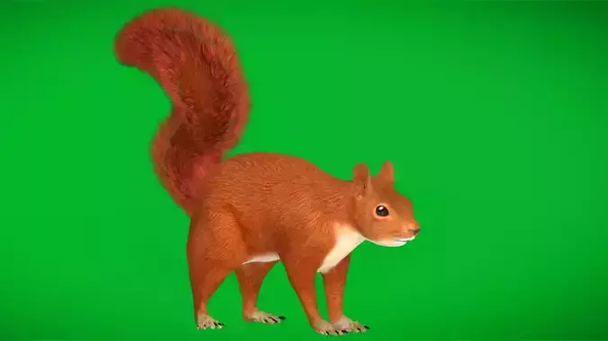 Amazon Red Squirrel Rodent Low-poly 3D model
