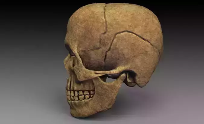 Skull Old and rough 3D model