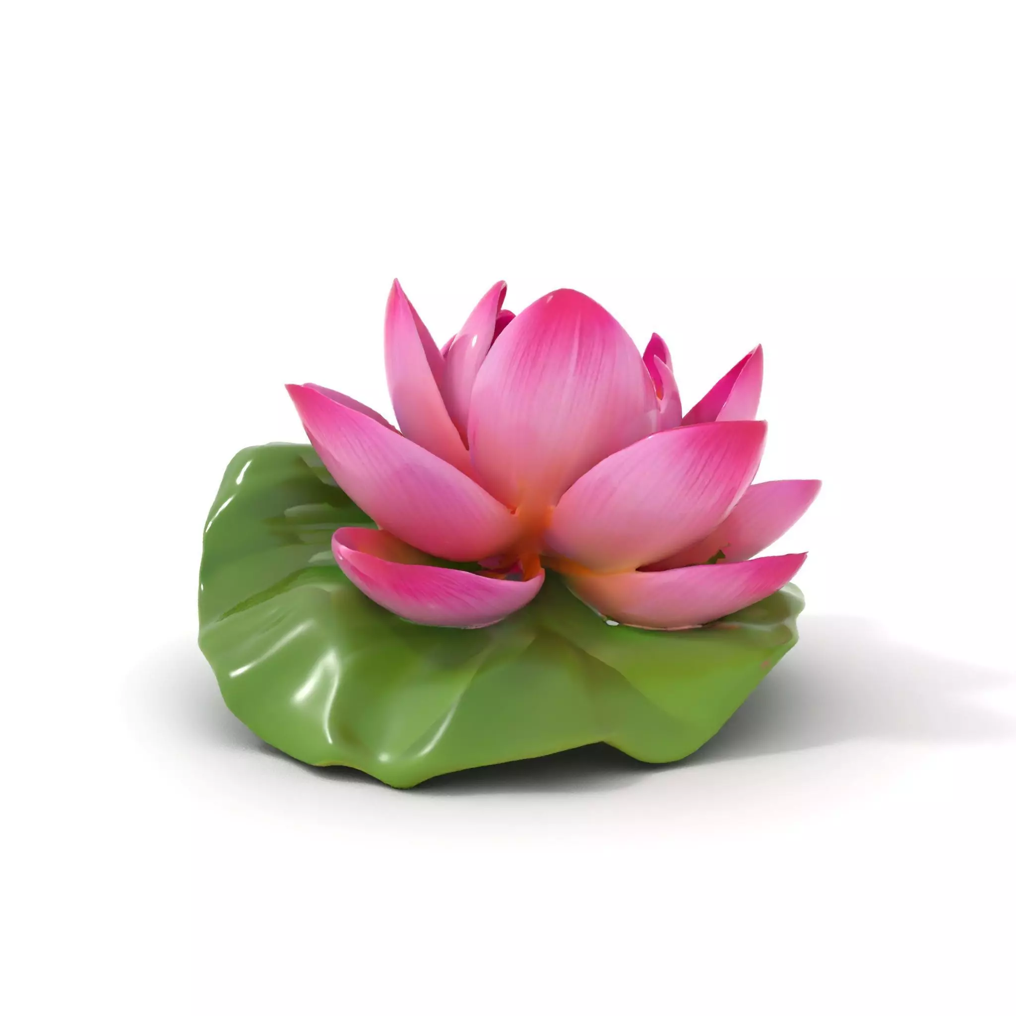 Elegant Lotus Blossom model pack Low-poly 3D model_0