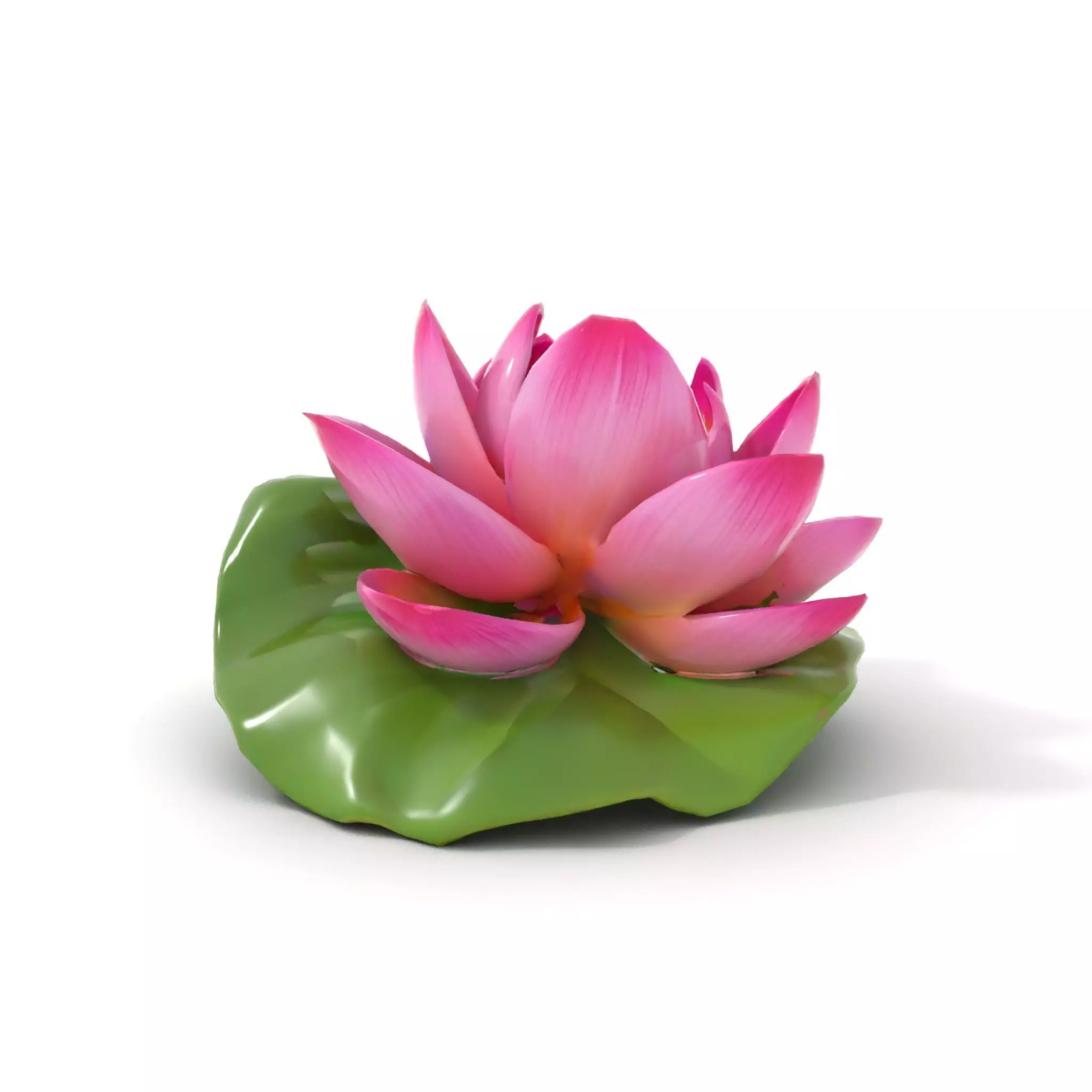 Elegant Lotus Blossom model pack Low-poly 3D model_6