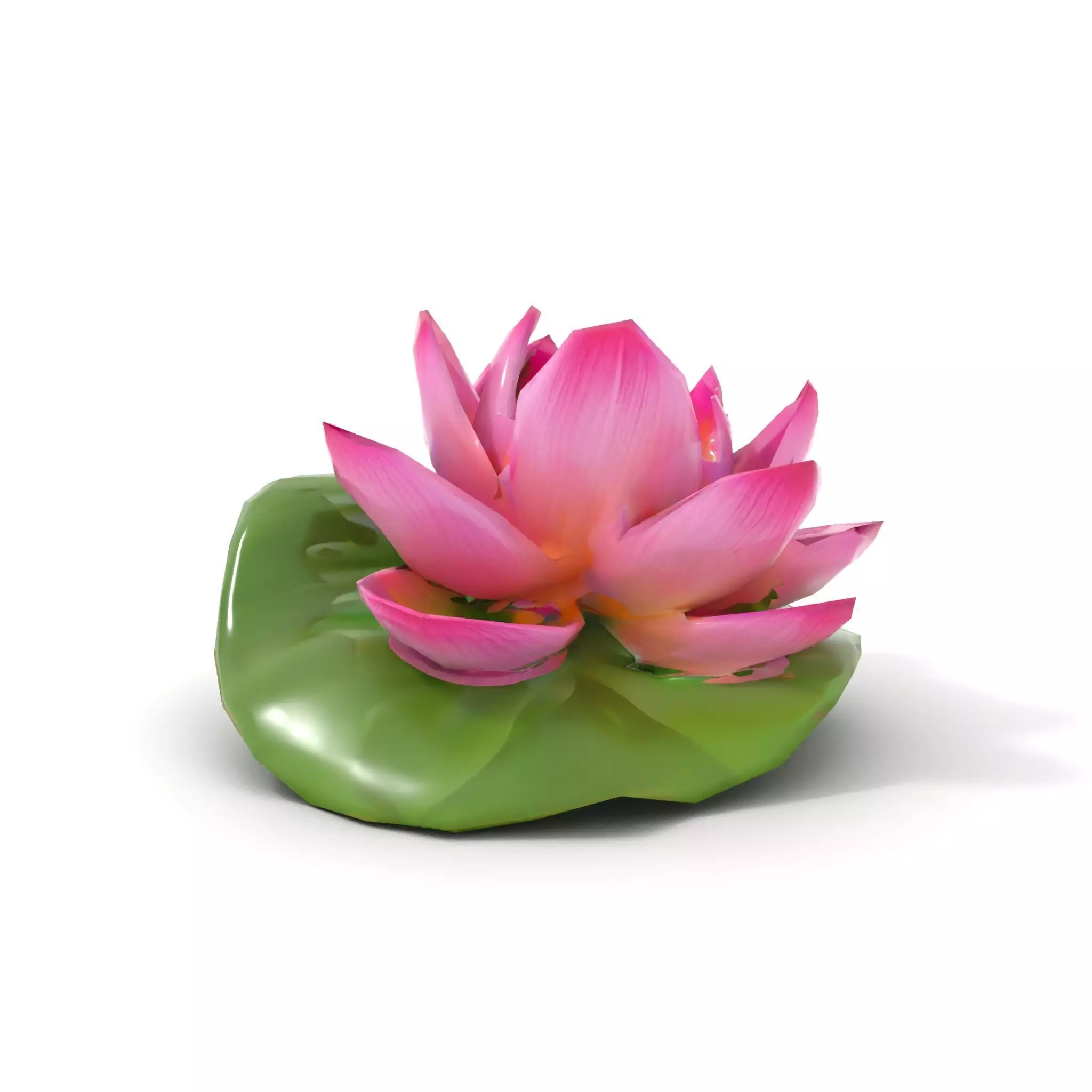 Elegant Lotus Blossom model pack Low-poly 3D model_9