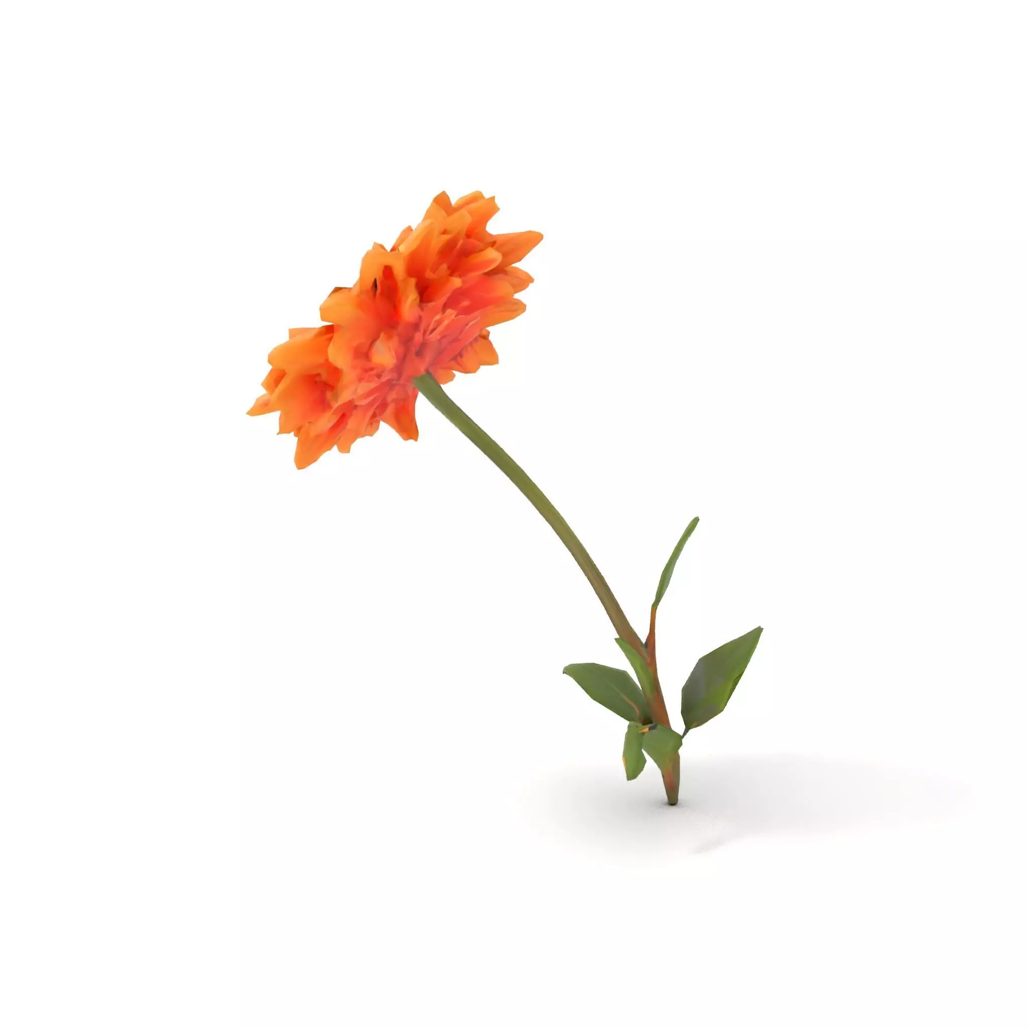 Sunny Dahlia model pack Low-poly 3D model_19