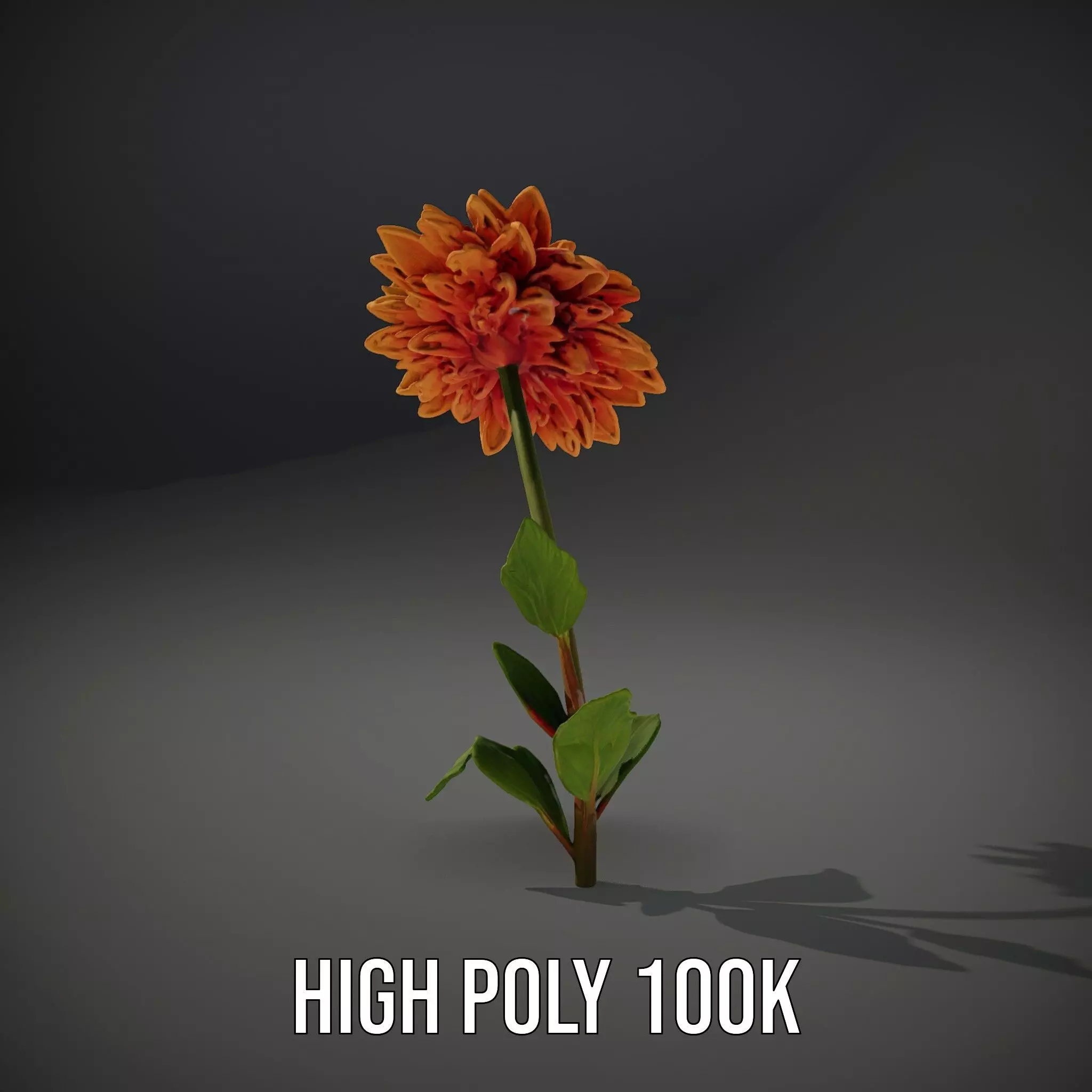 Sunny Dahlia model pack Low-poly 3D model_10