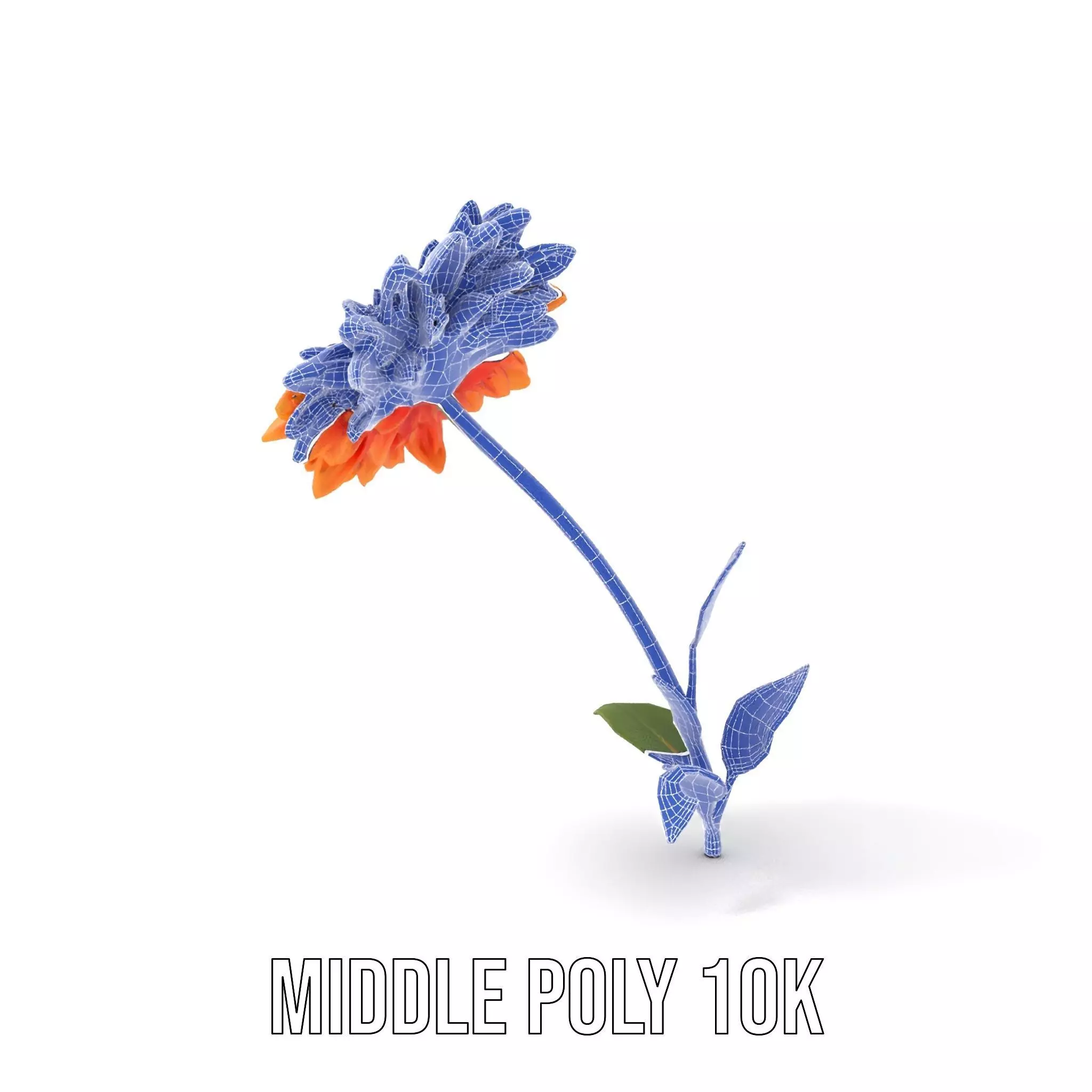 Sunny Dahlia model pack Low-poly 3D model_18