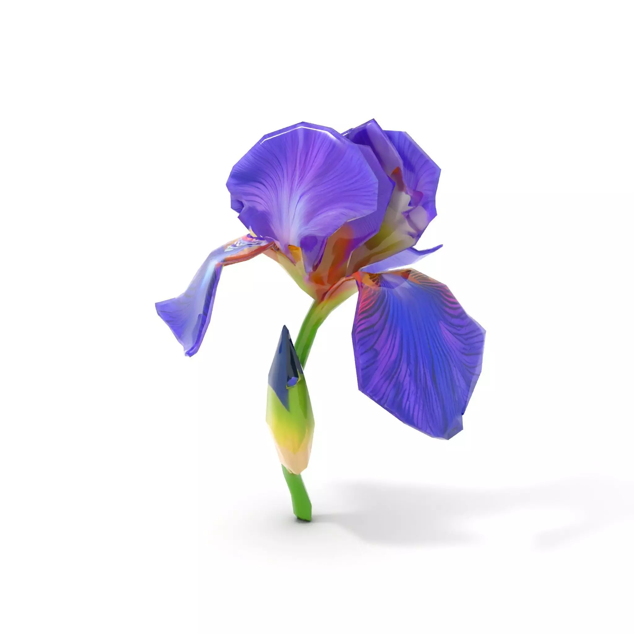 Vibrant Iris Flower model pack Low-poly 3D model_7