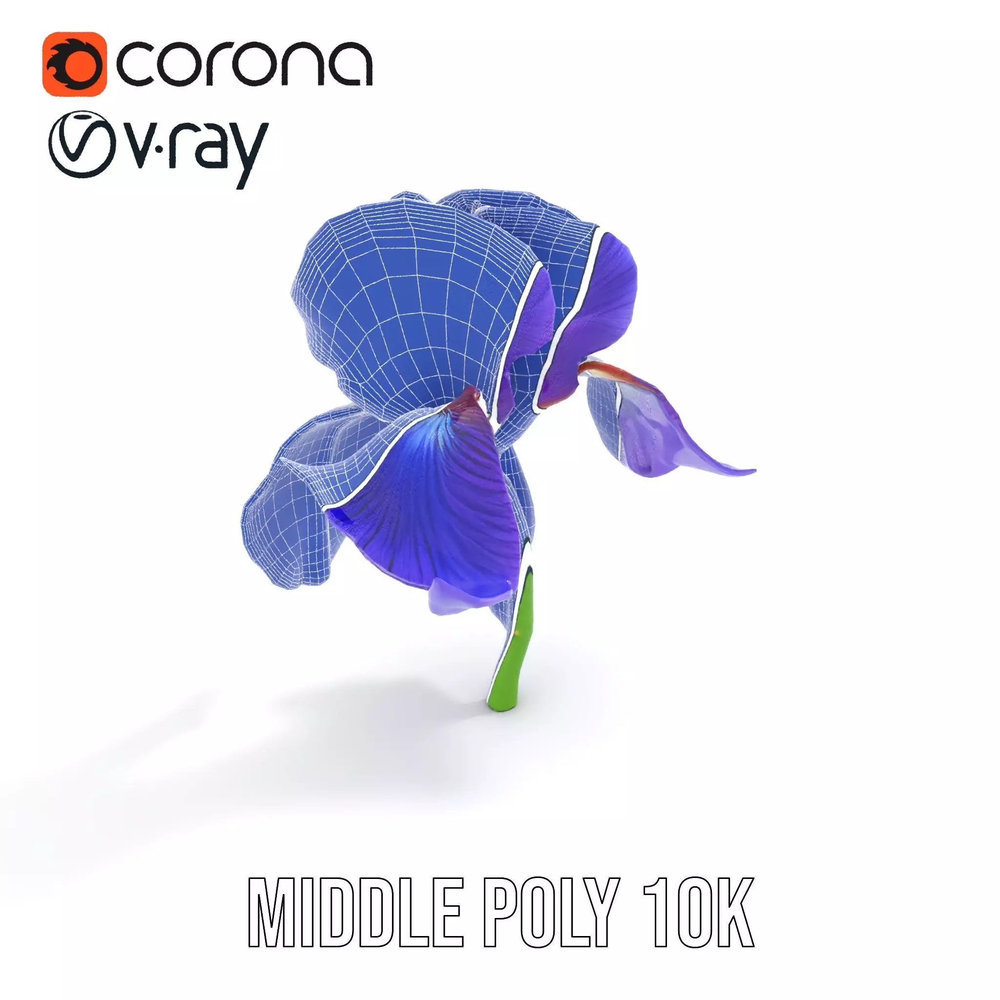 Vibrant Iris Flower model pack Low-poly 3D model_11