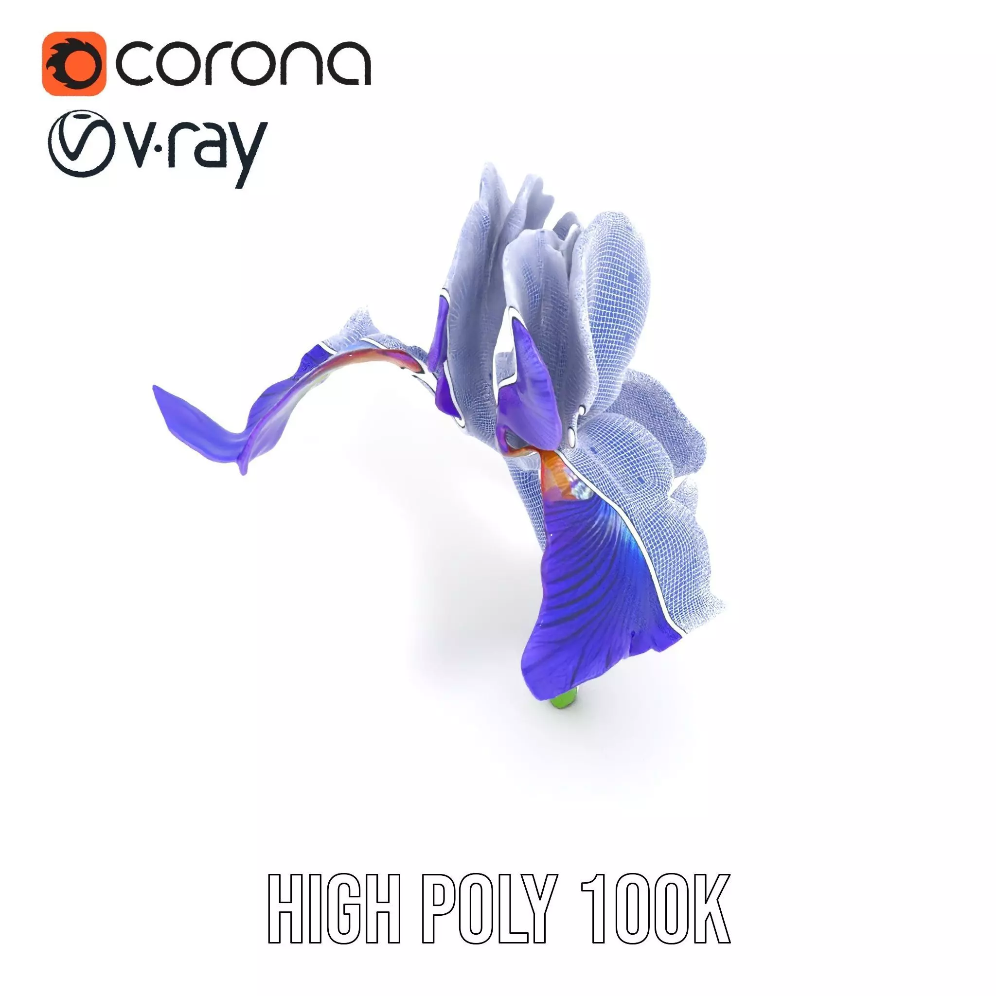 Vibrant Iris Flower model pack Low-poly 3D model_26
