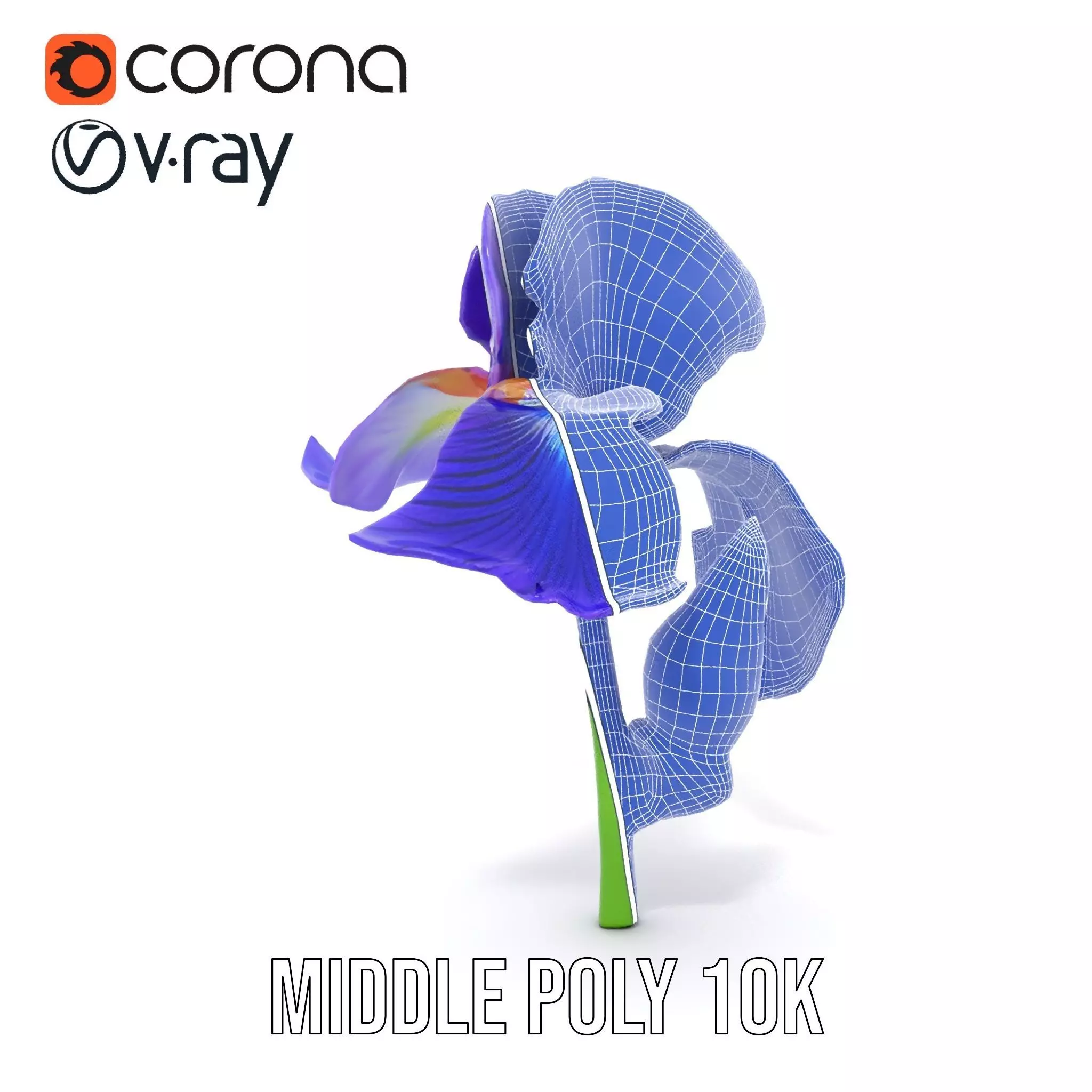 Vibrant Iris Flower model pack Low-poly 3D model_30