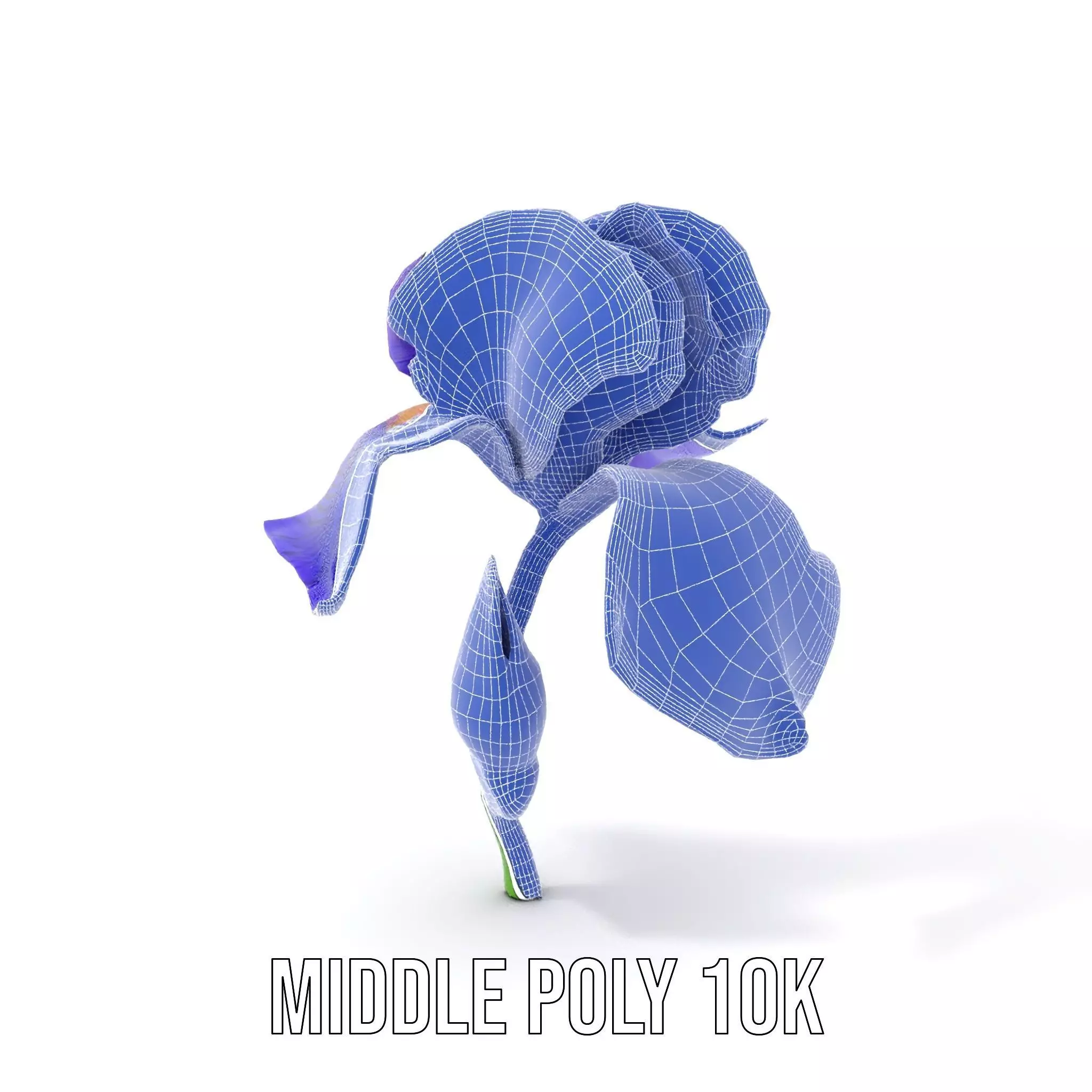 Vibrant Iris Flower model pack Low-poly 3D model_13
