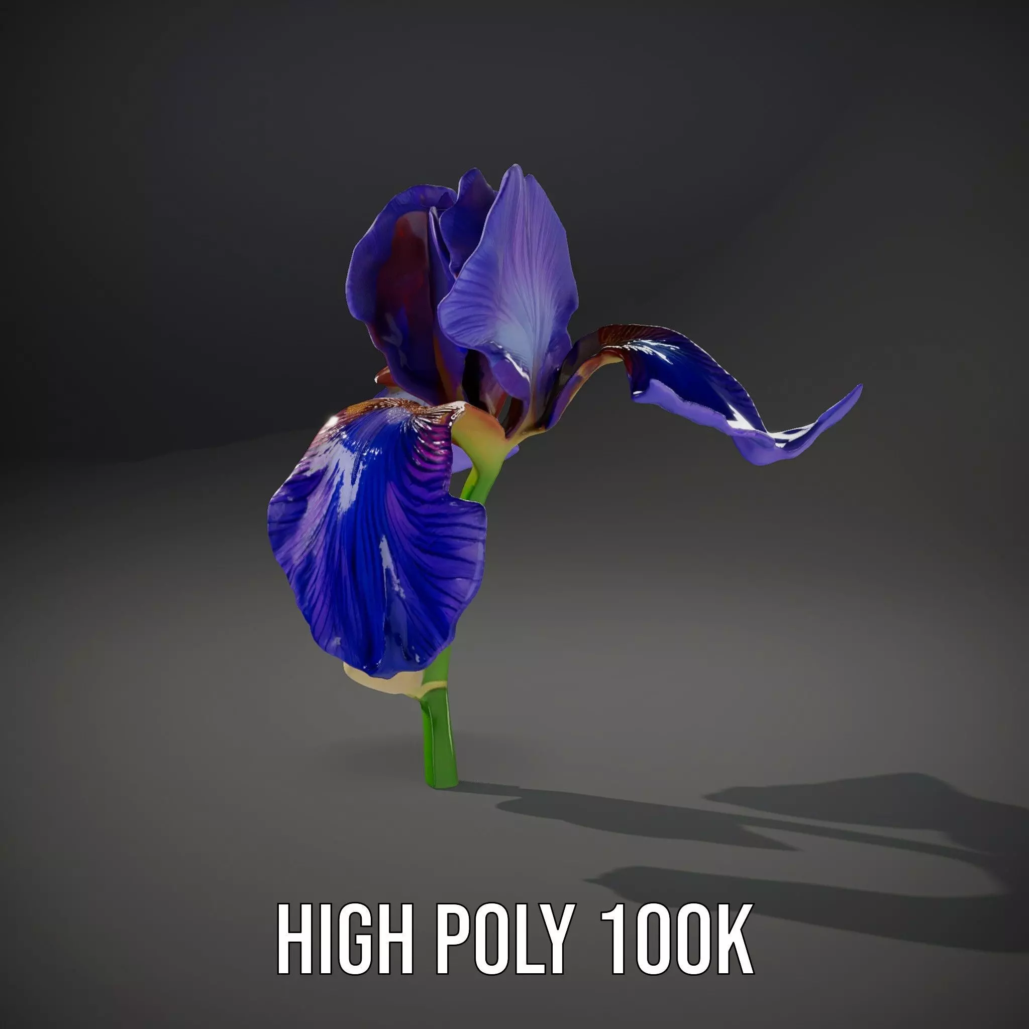 Vibrant Iris Flower model pack Low-poly 3D model_10