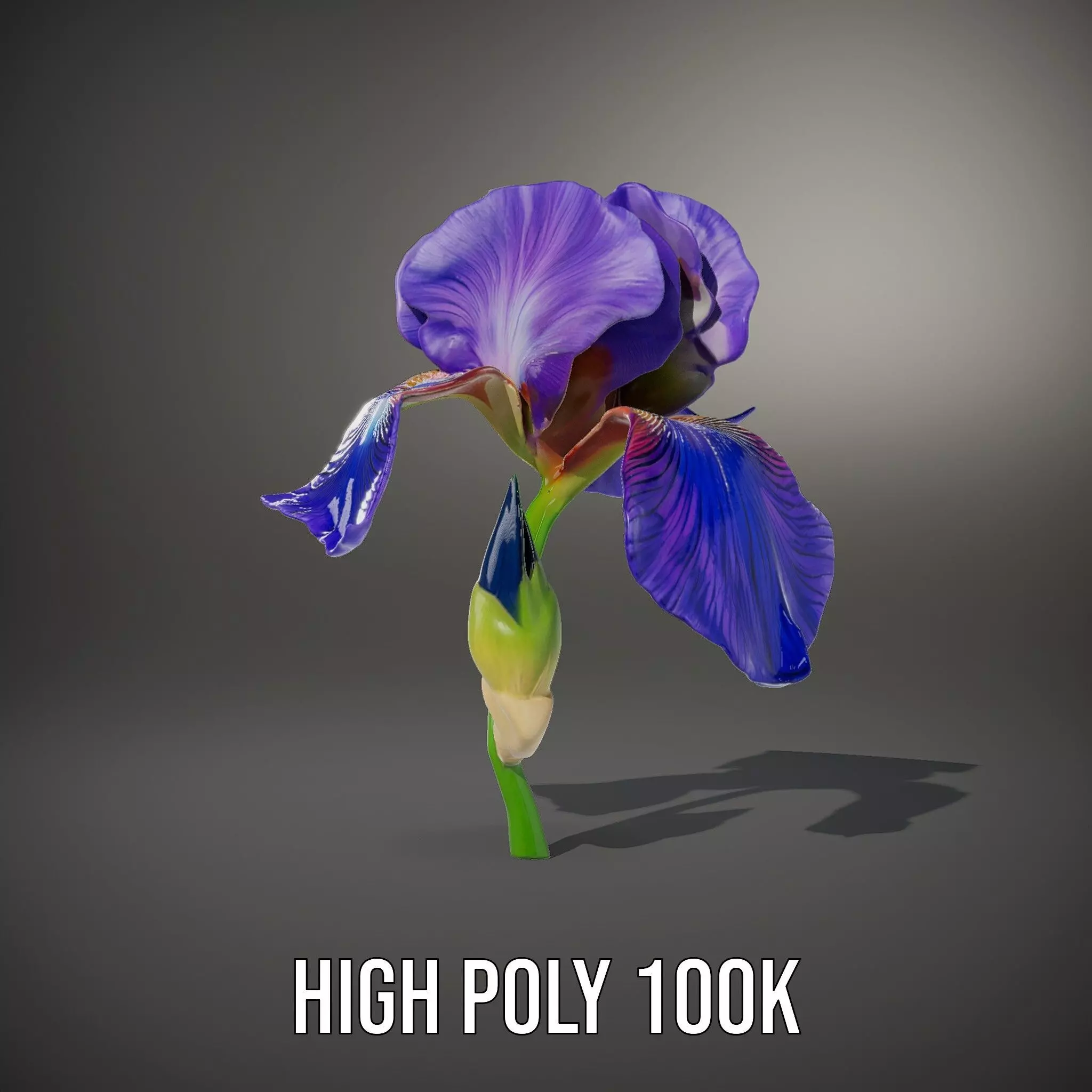 Vibrant Iris Flower model pack Low-poly 3D model_8