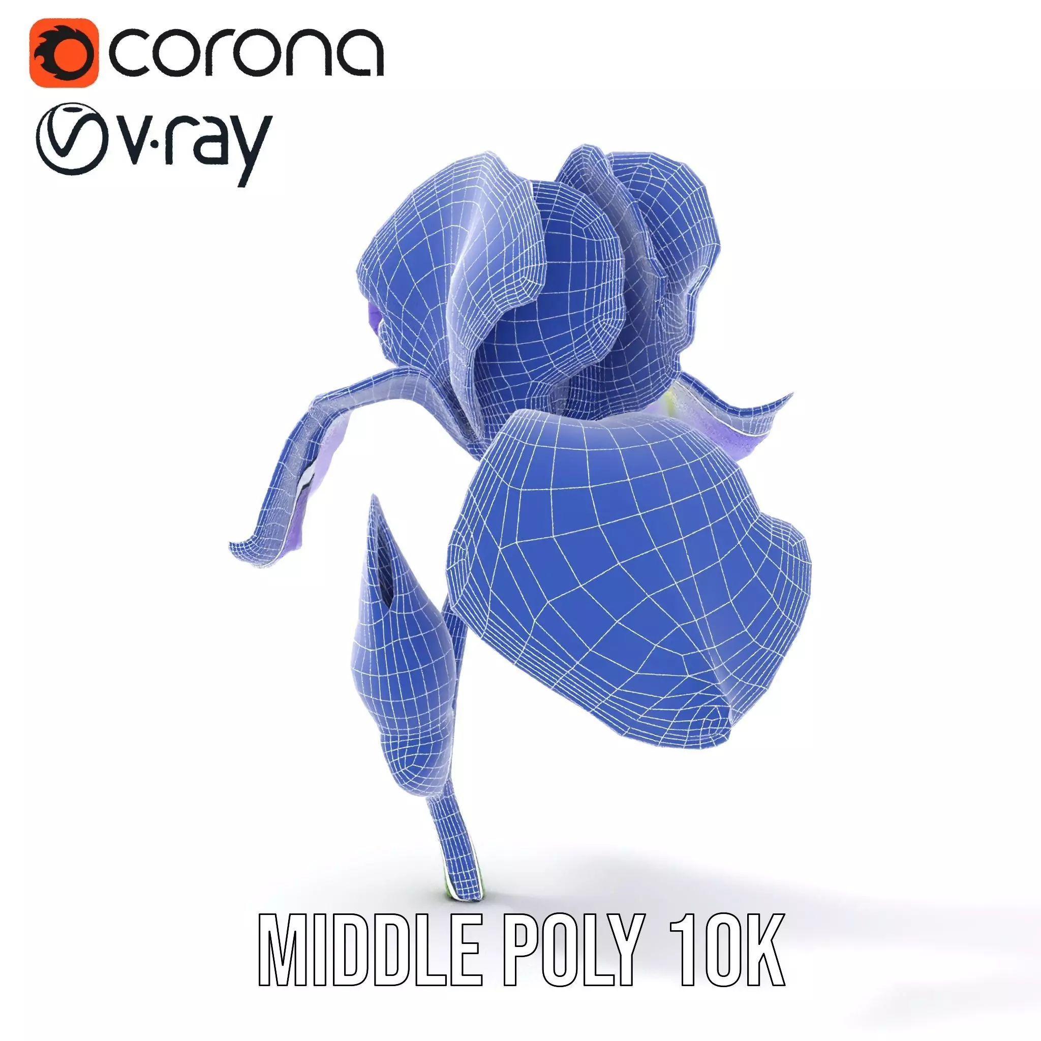 Vibrant Iris Flower model pack Low-poly 3D model_27